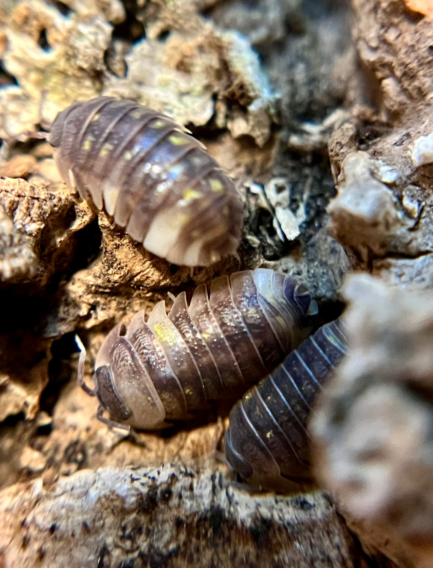 Armadillidium granulatum "koi" isopods (10+ count)