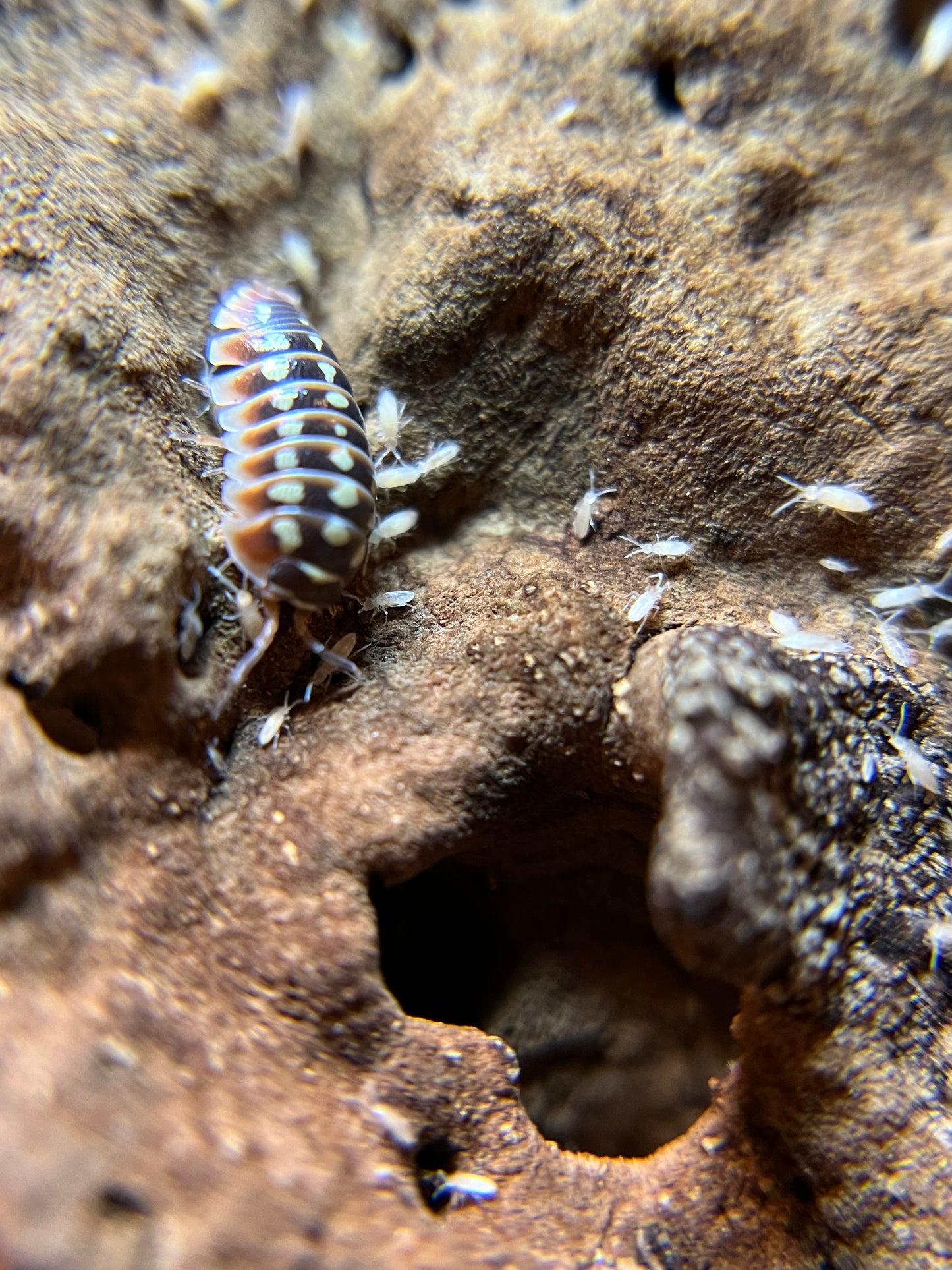 Armadillidium klugii "Dubrovnik" isopods (12+ count)