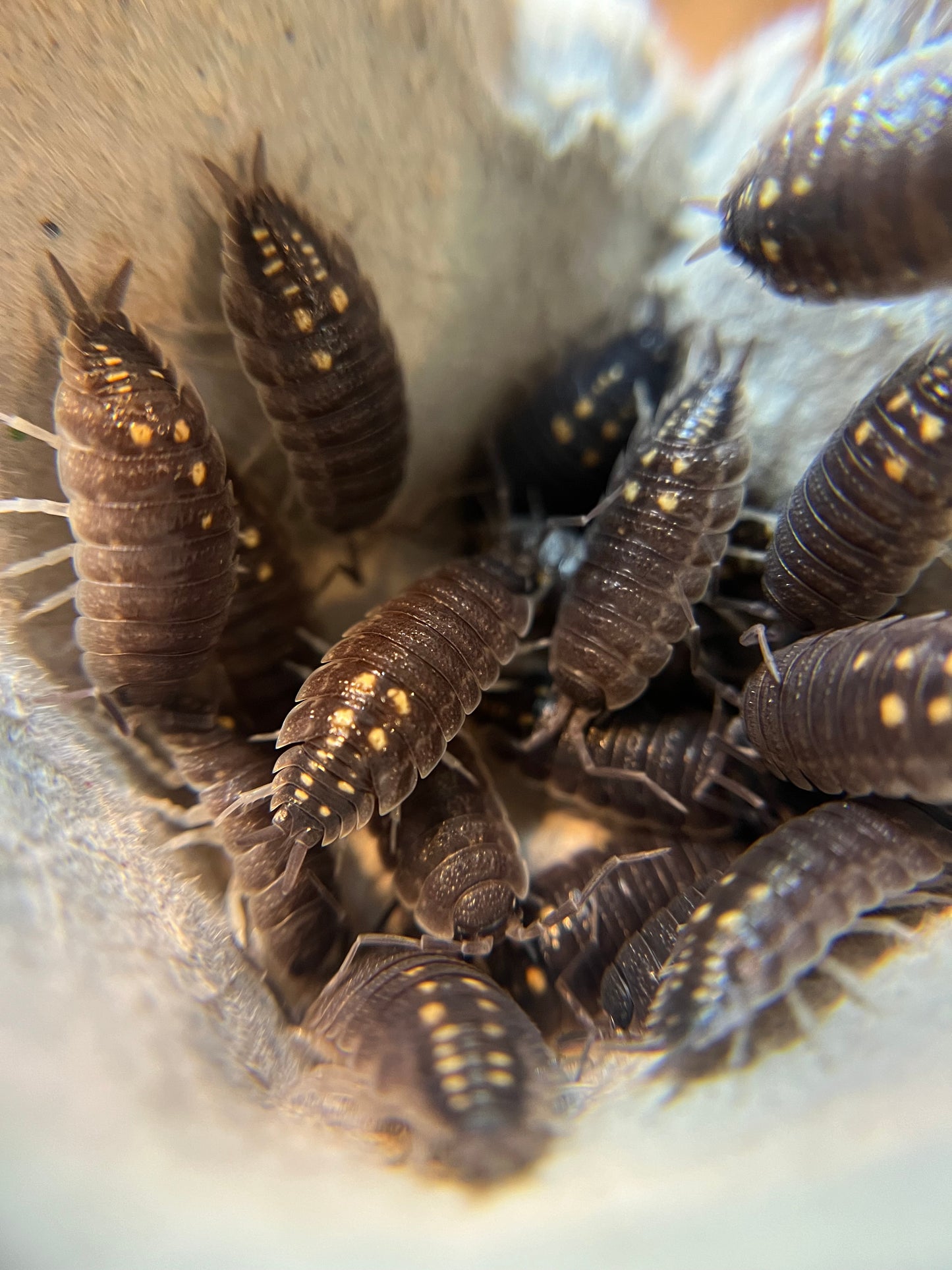 Porcellio ornatus "south dot/yellow dot" isopods (12+ count)