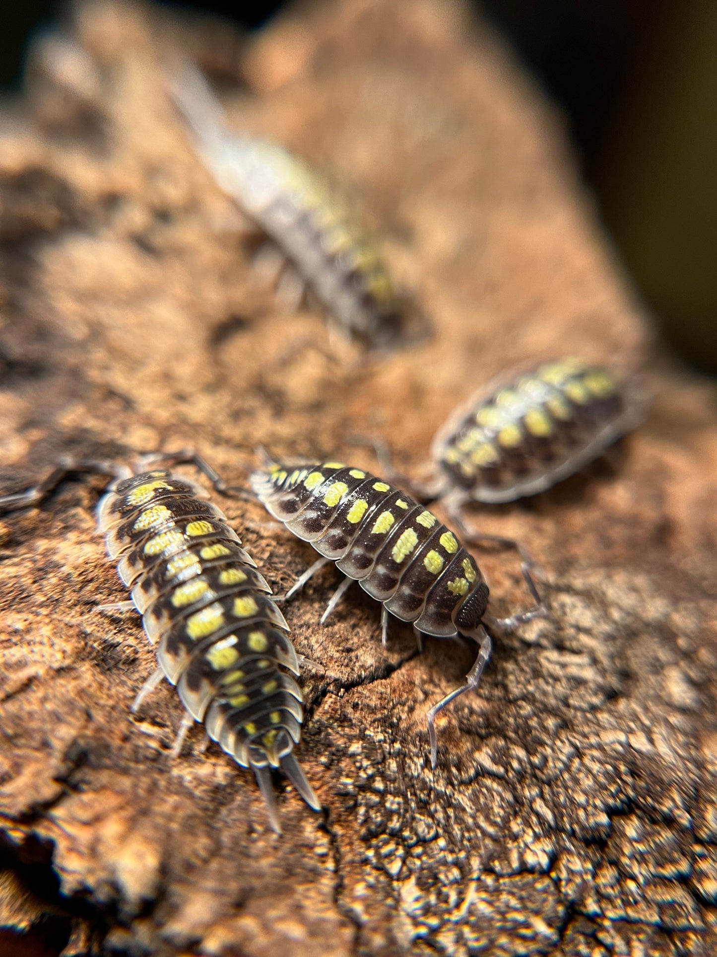 Porcellio haasi “high yellow” isopods (10+ count)