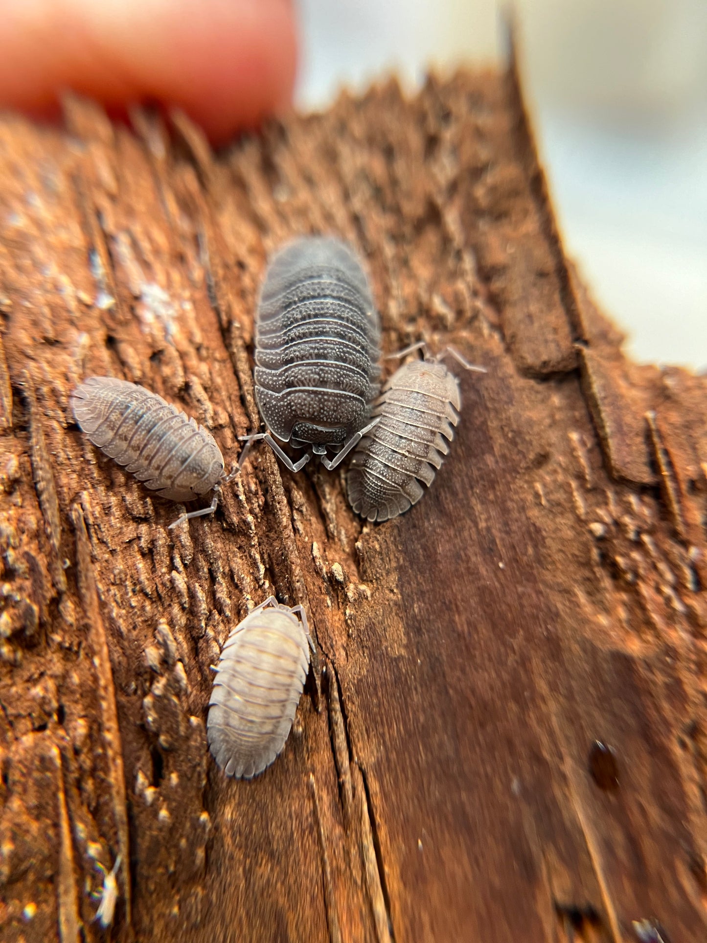 Armadillidium peraccae isopods (12+ count)
