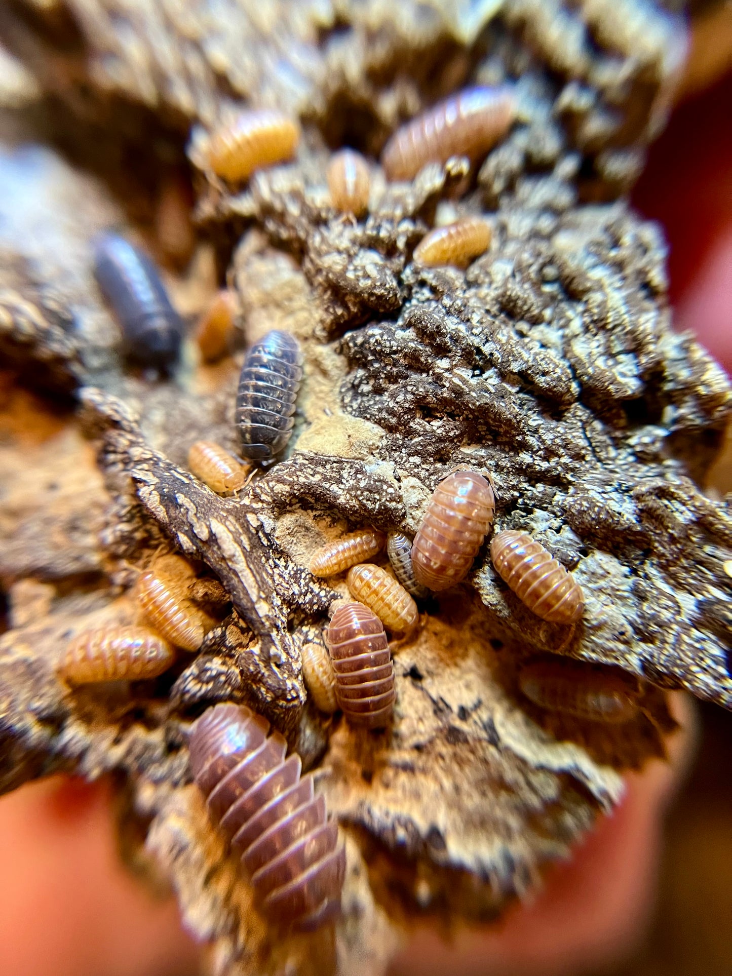 Armadillidium vulgare “orange vigor” isopods (12+ count)