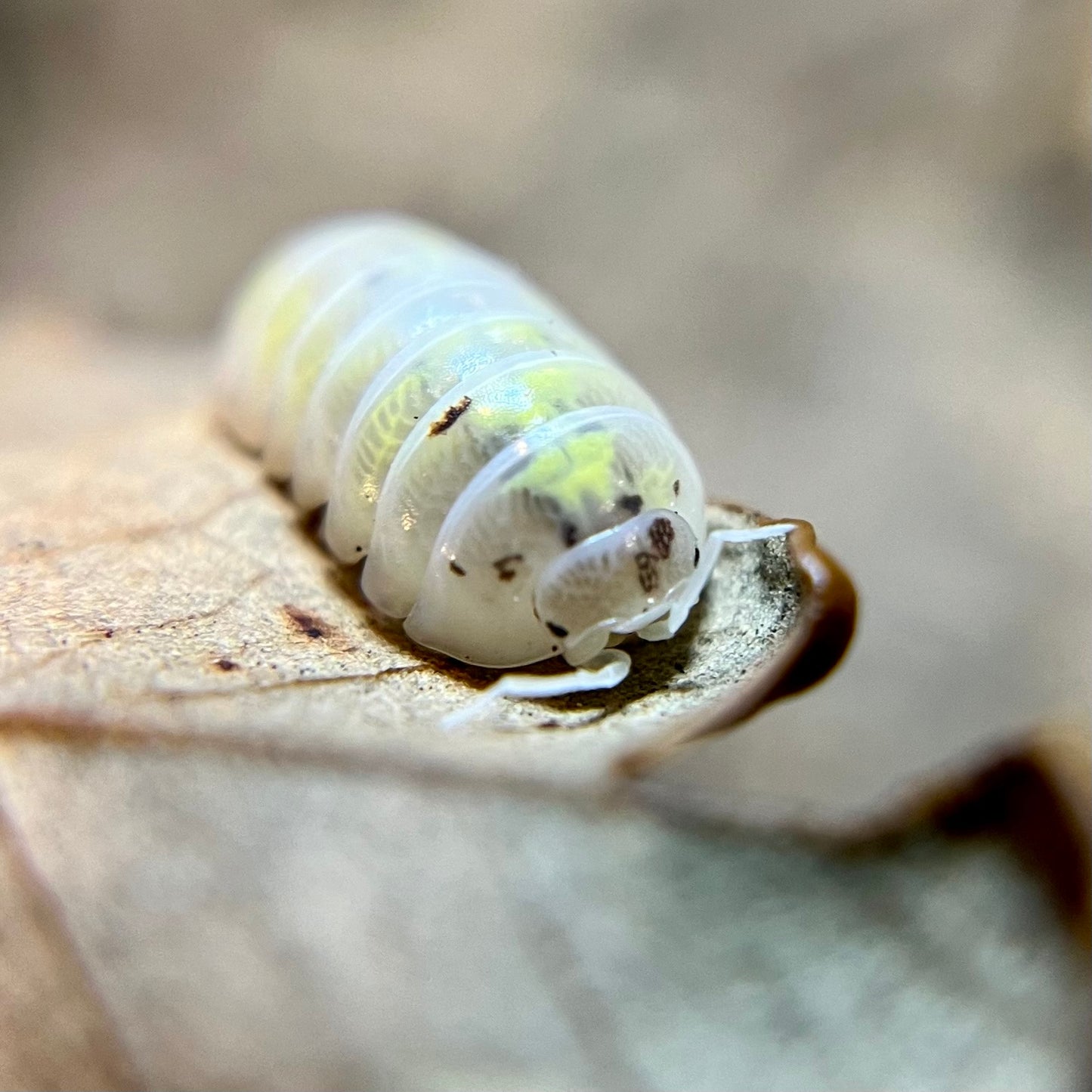 Armadillidium vulgare “American magic potion” isopods (12+ count)