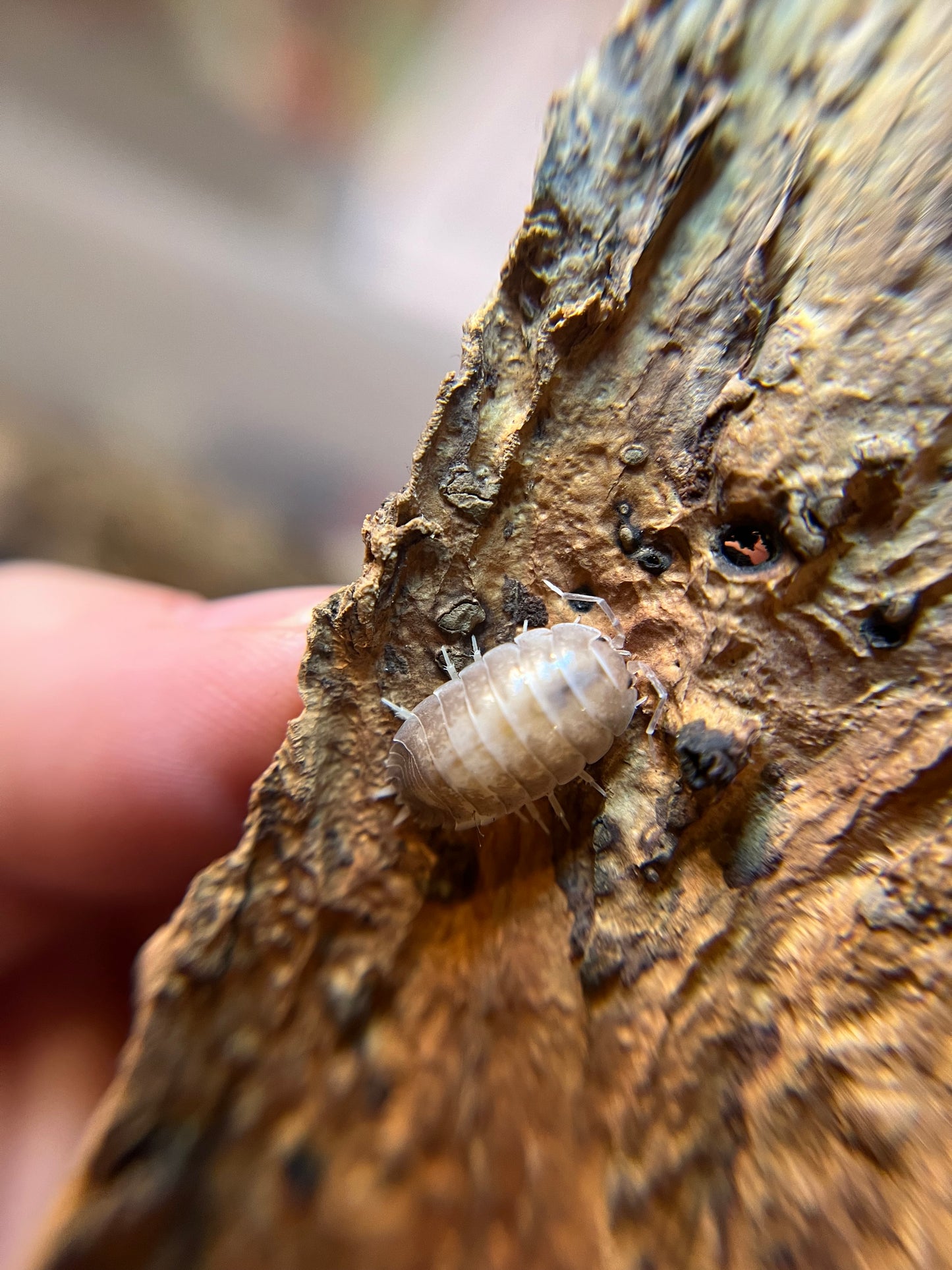 Porcellio laevis "milkback" isopods (12+ count)