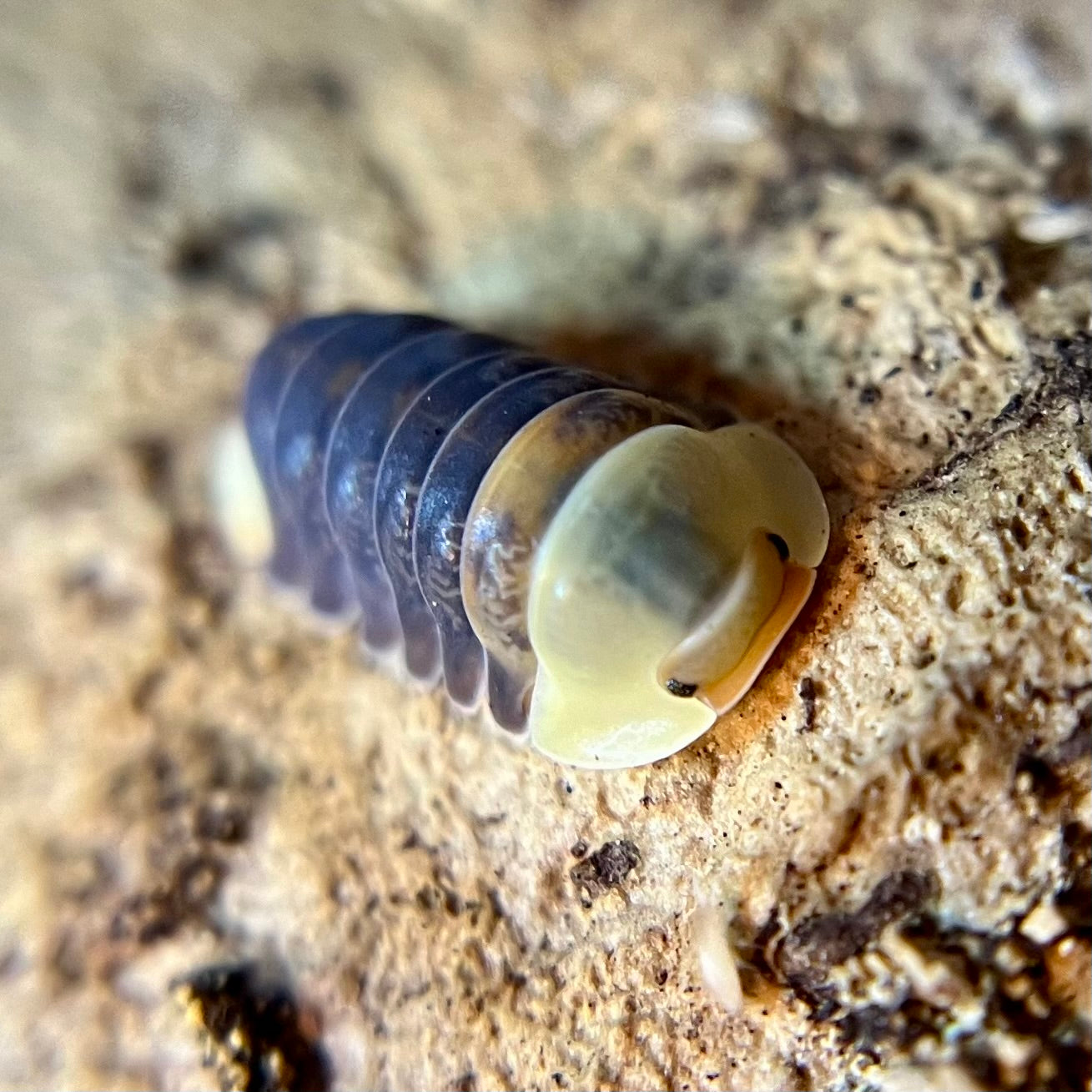 Cubaris sp. “Rubber Ducky” color mix isopods (10+ count)