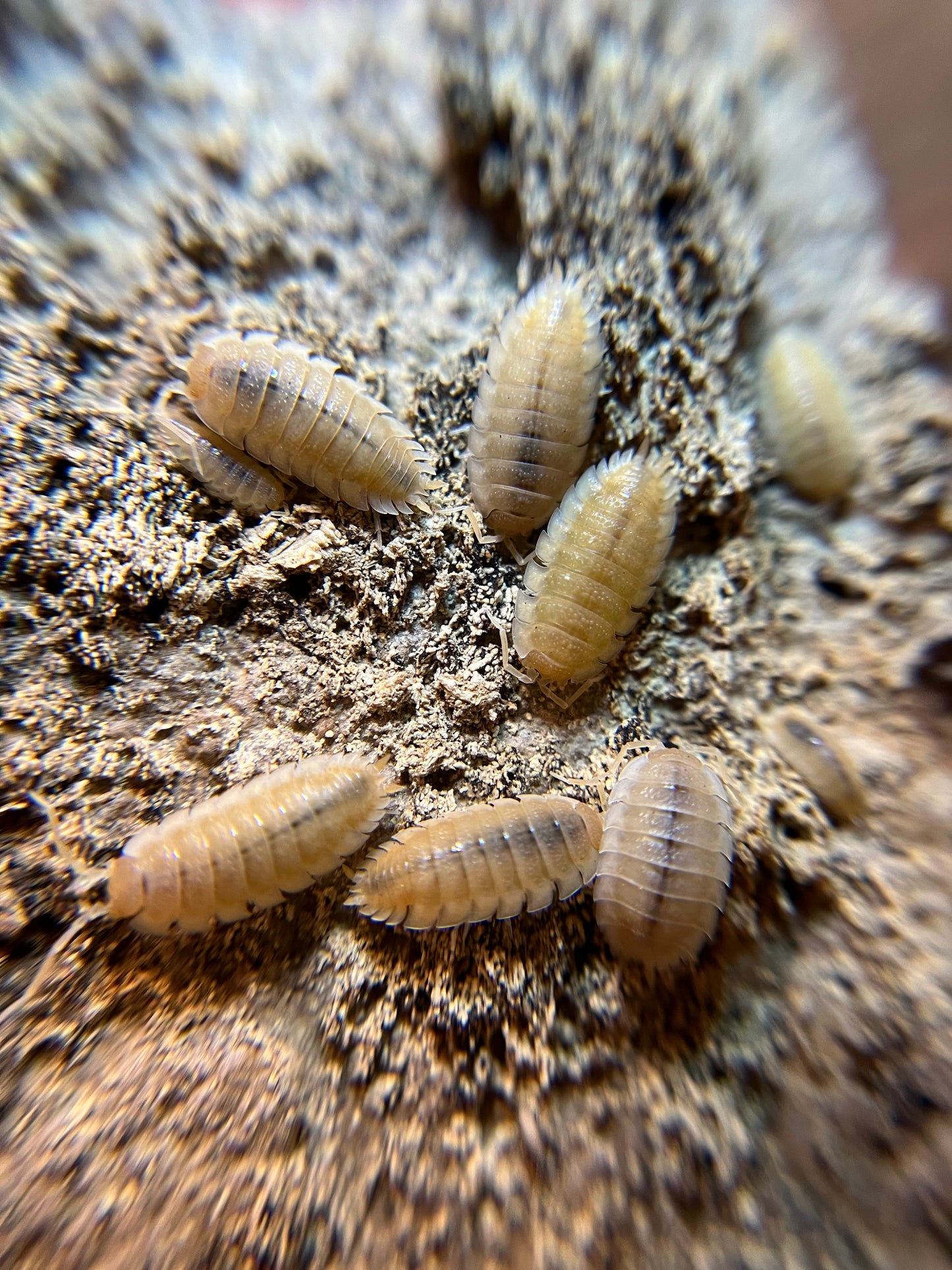 Porcellio scaber "yellow snow" isopods (12+ count)