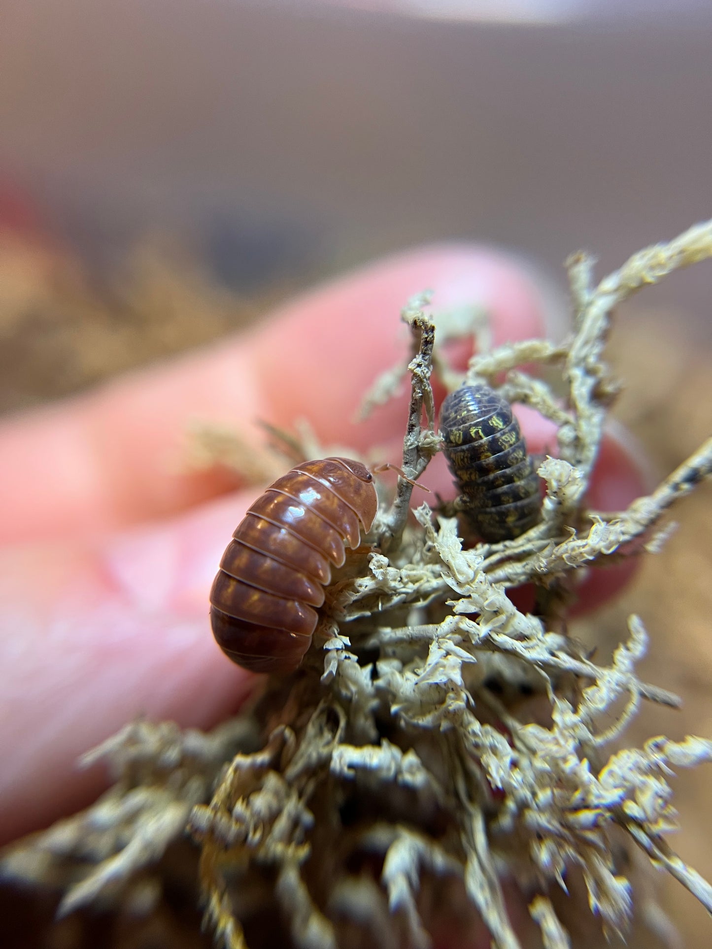 Armadillidium vulgare "gem mix" isopods (12+ count)