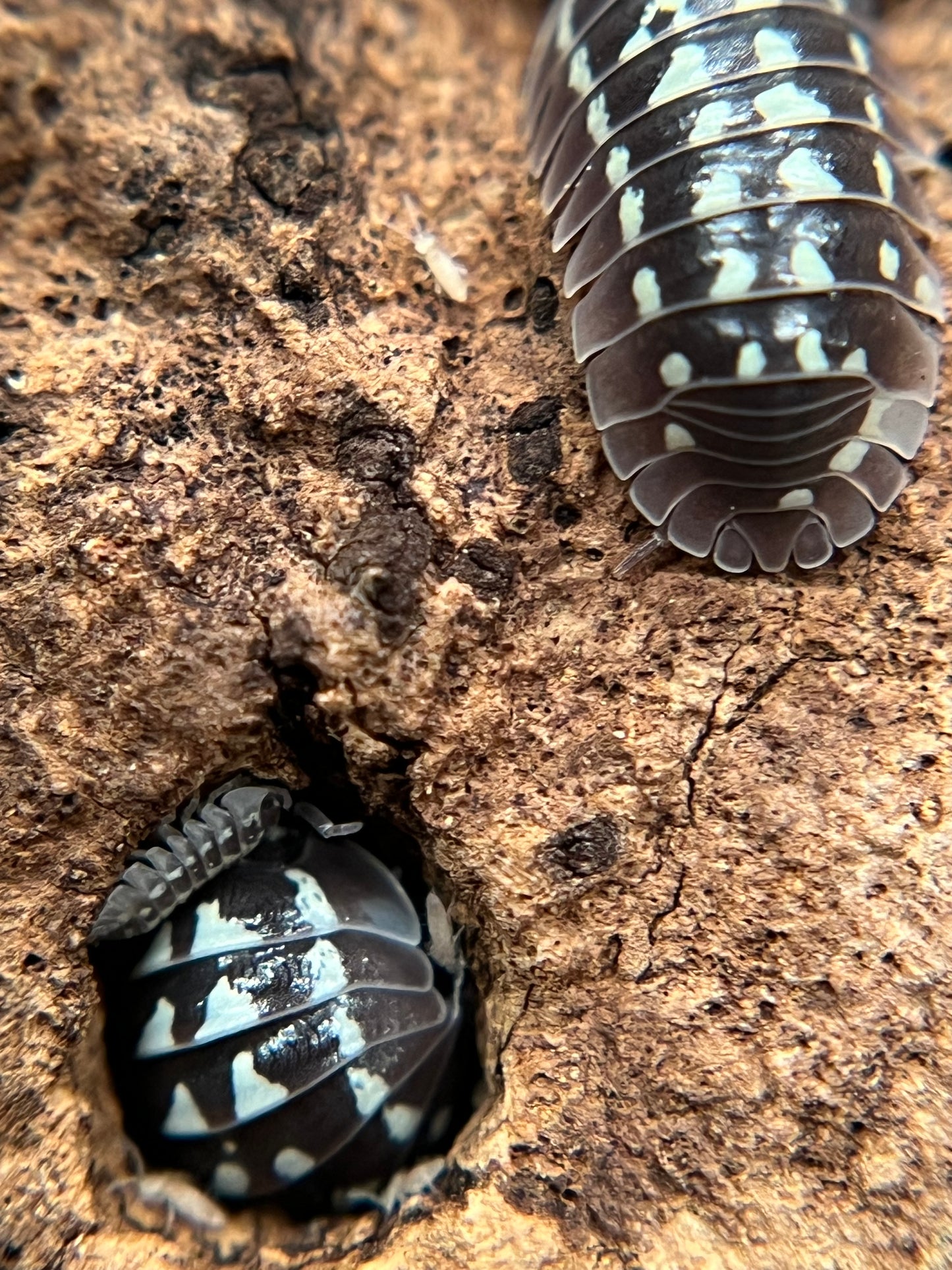 Armadillidium gestroi "white zinger" isopods (10+ count)