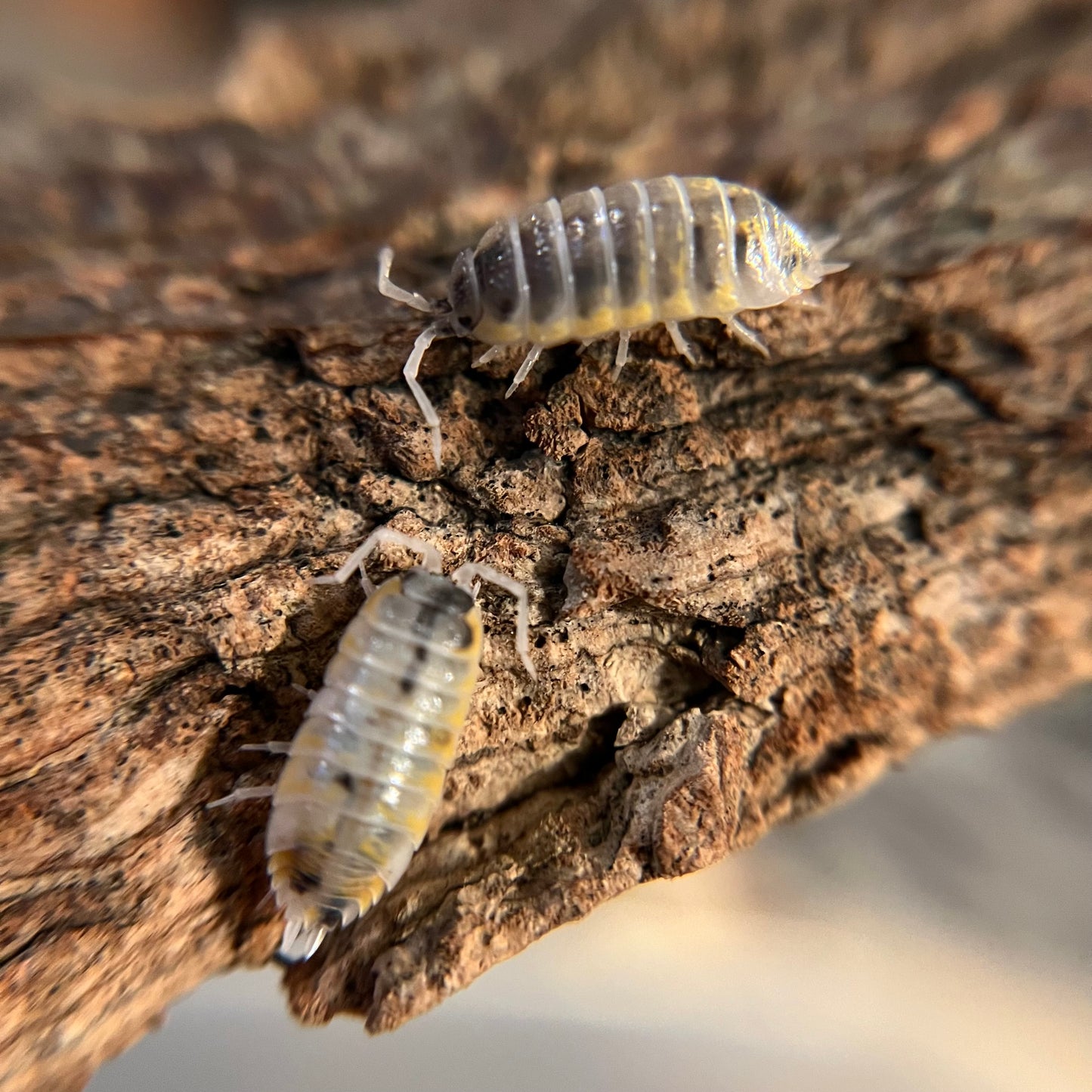 Porcellio ornatus “witches brew” isopods (12+ count)
