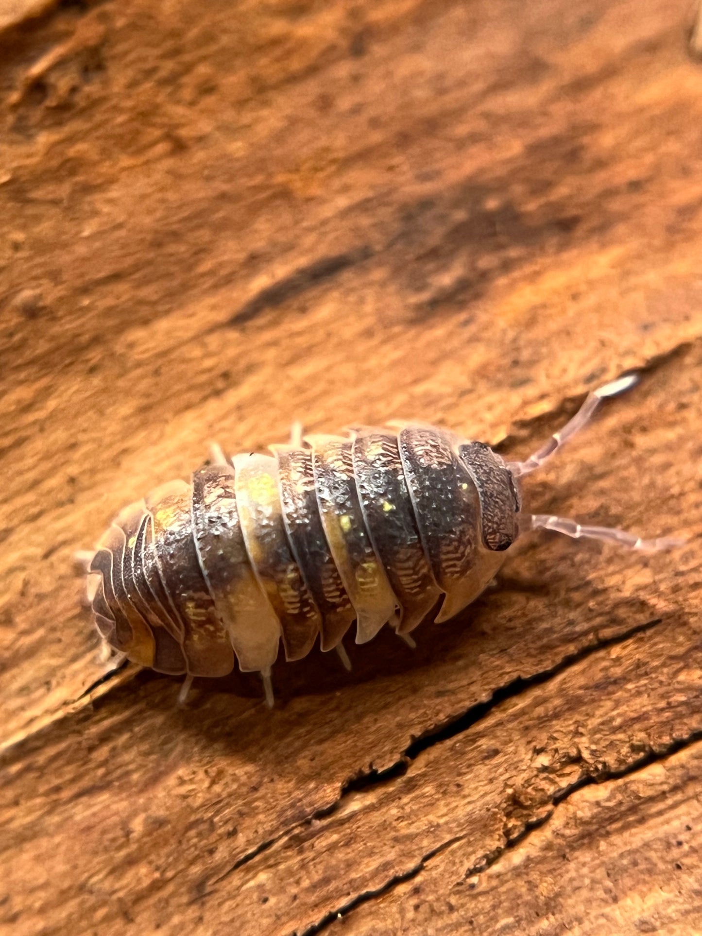 Armadillidium granulatum "koi" isopods (10+ count)
