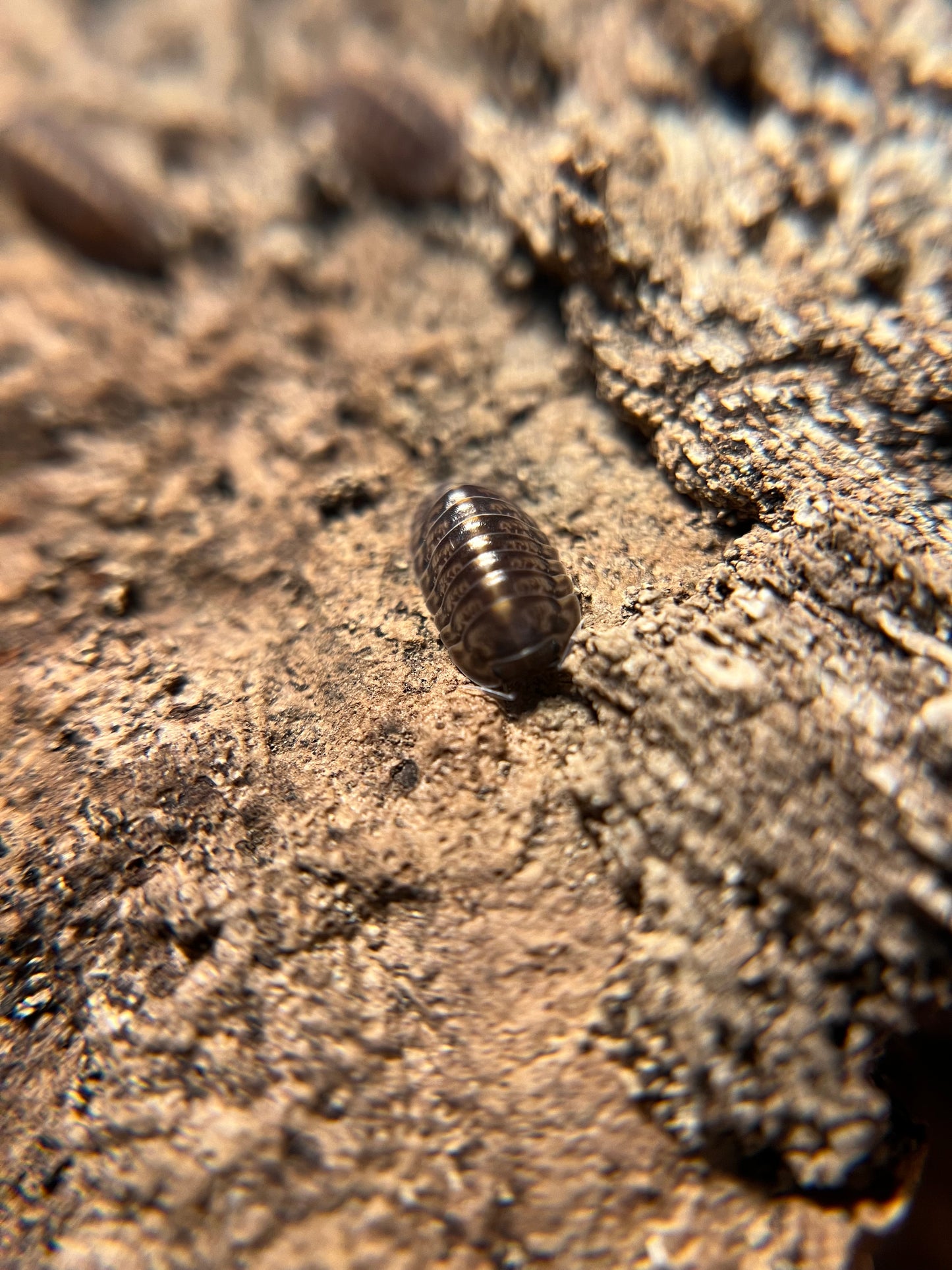 Cubaris. sp. "Platin Tung Song" isopods (10+ count)