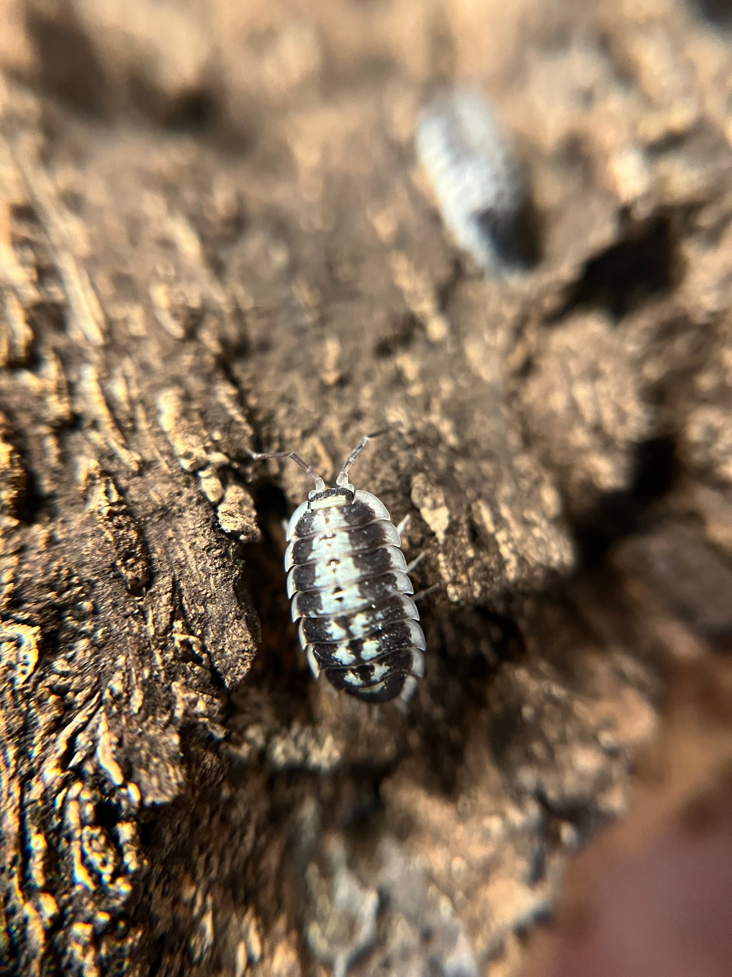 Porcellio flavomarginatus isopods (10+ count)