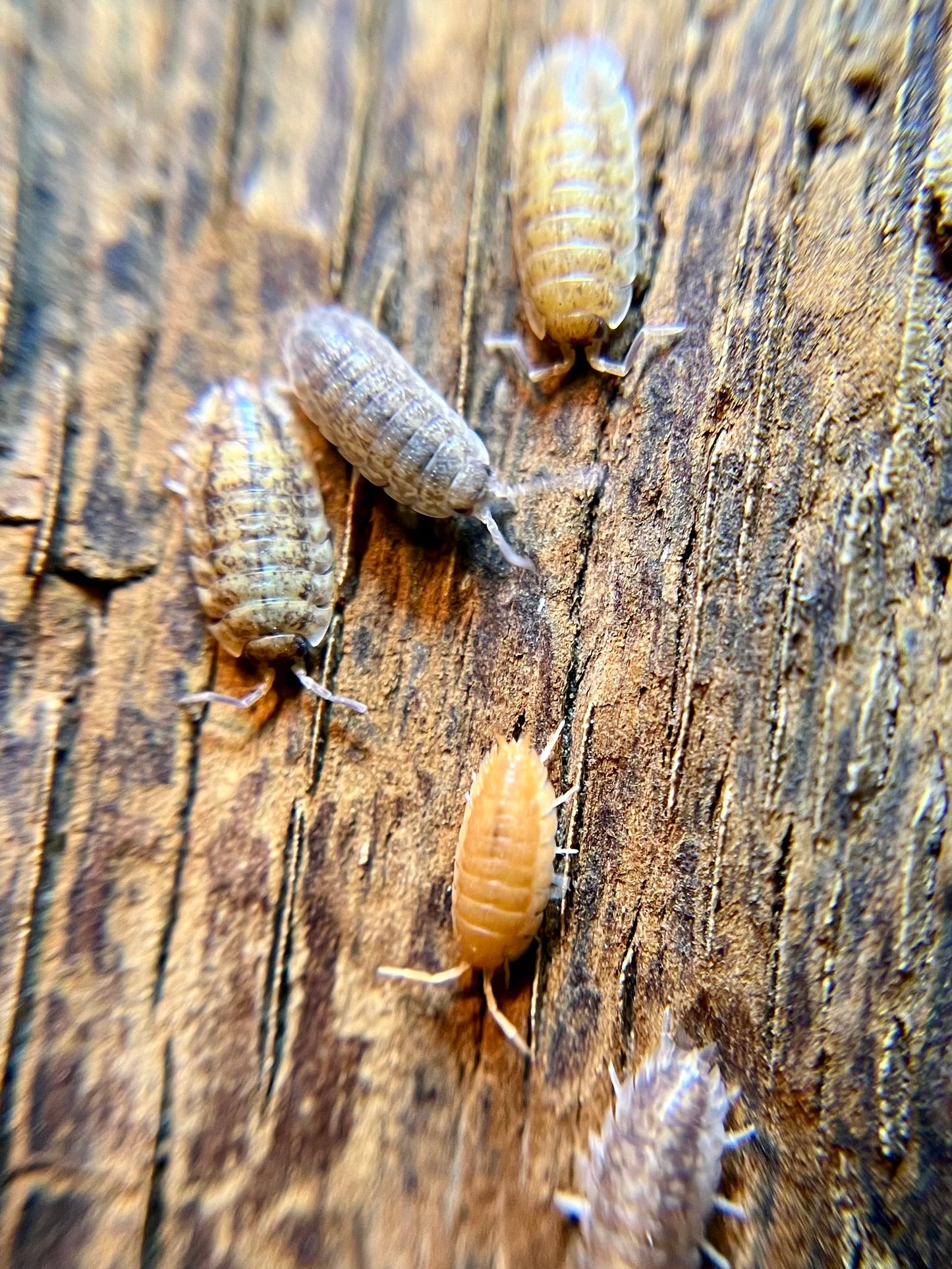 Porcellio scaber "lottery ticket" isopods (12+ count)