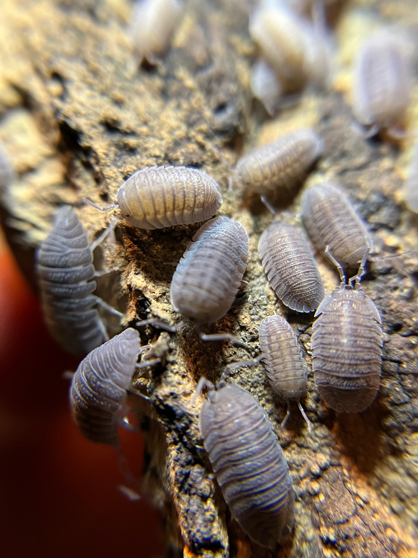 Armadillidium scaberrimum “sandstone” isopods (12+ count)