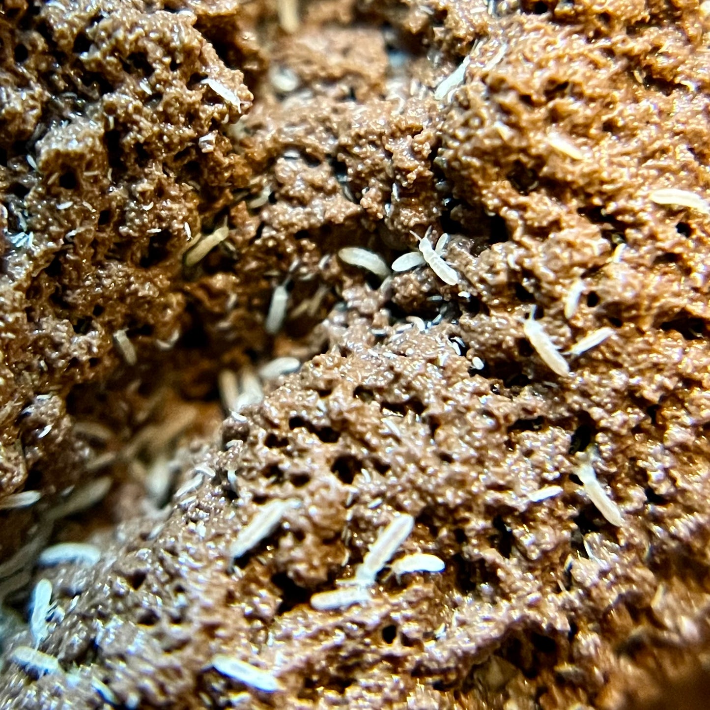 Folsomia candida “temperate white” springtails