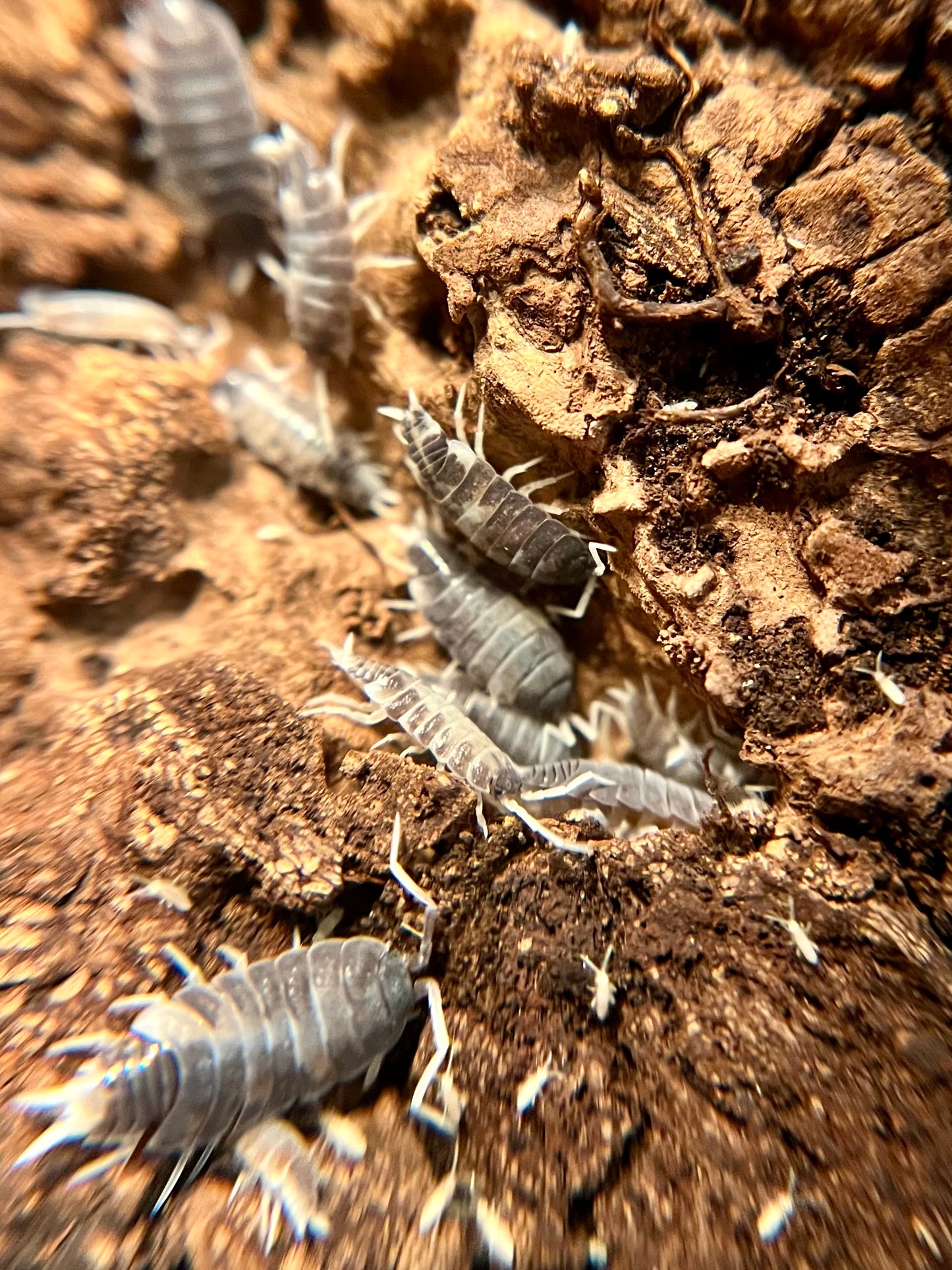 Porcellionides pruinosus “oreo crumble” isopods (12+ count)