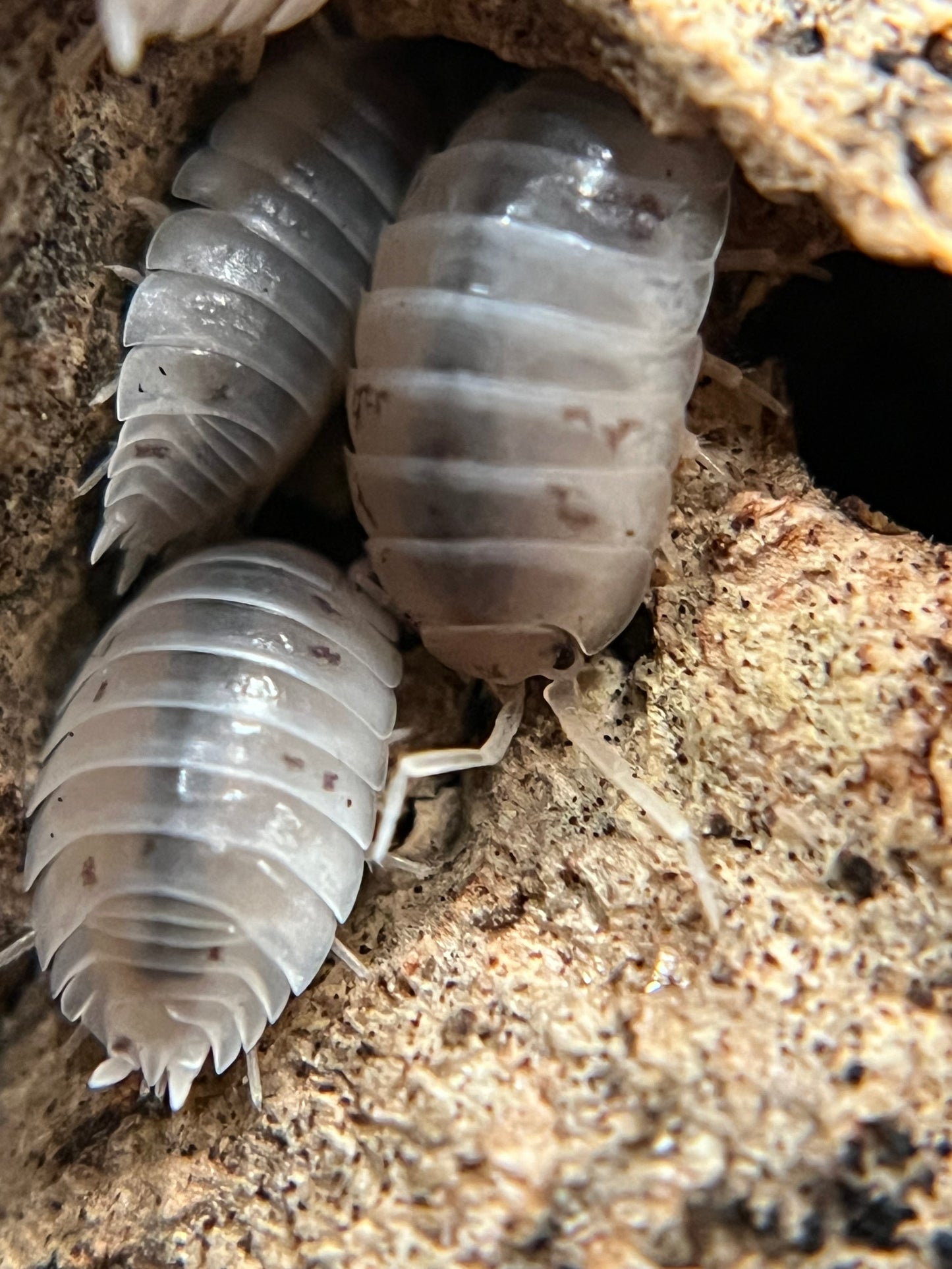 Porcellio laevis "white" isopods (12+ count)