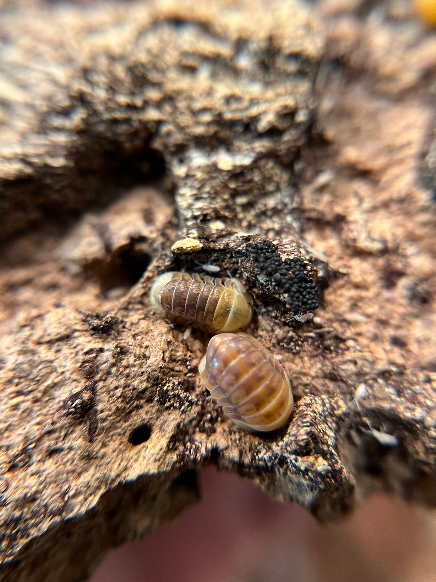 Cubaris sp. “Rubber Ducky” color mix isopods (10+ count)