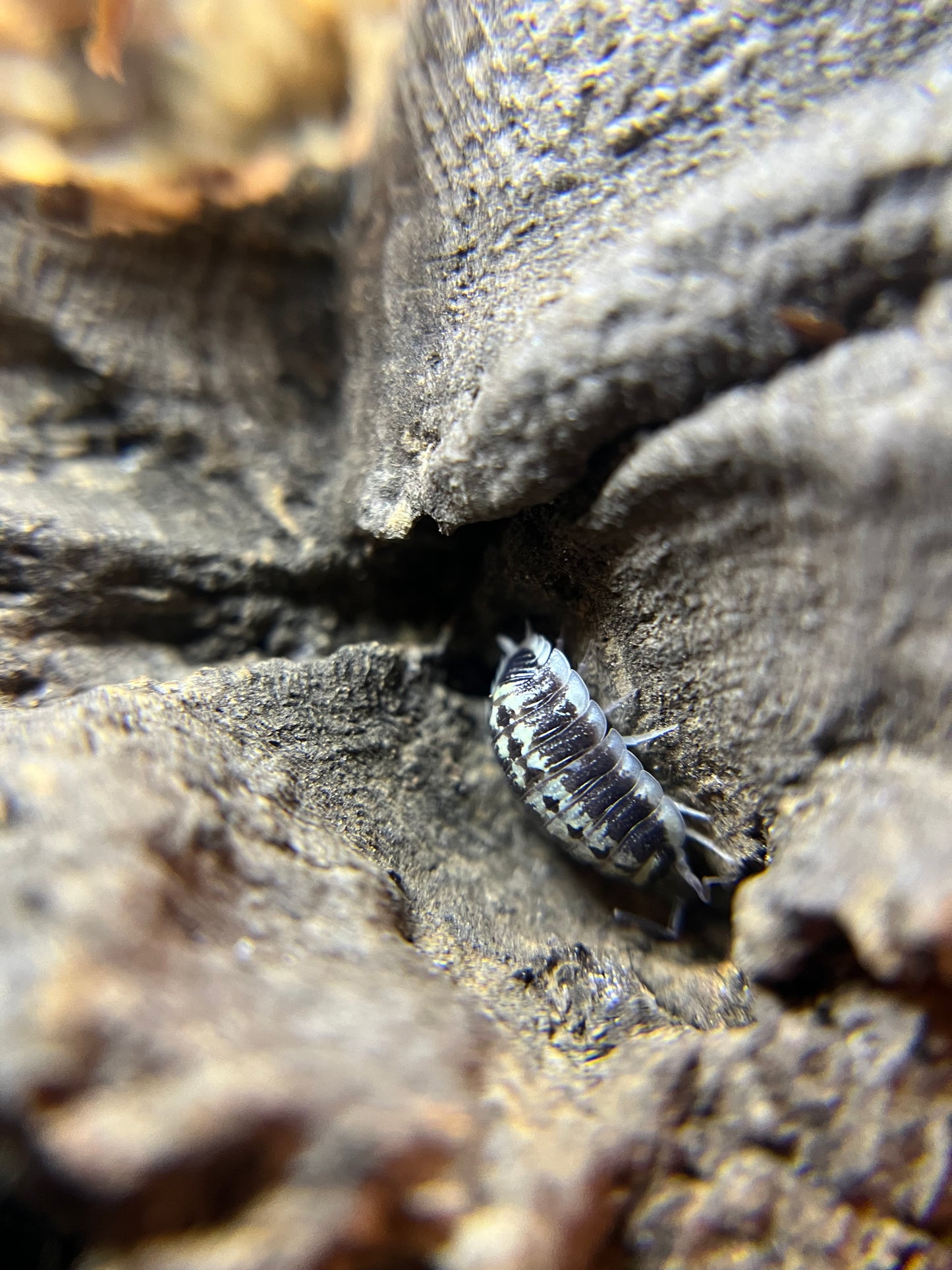 Porcellio flavomarginatus isopods (10+ count)