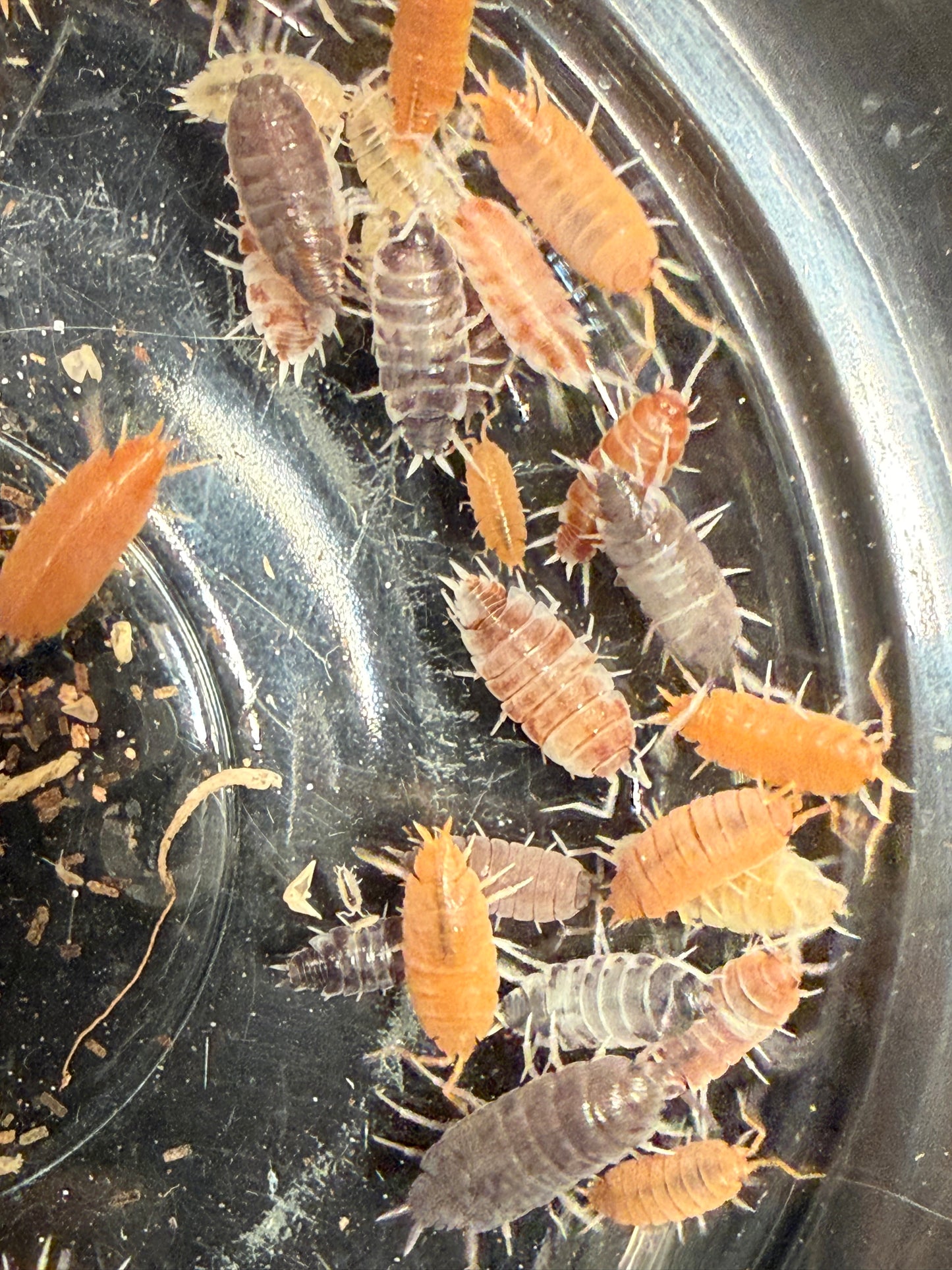 Porcellionides pruinosus “party mix” isopods