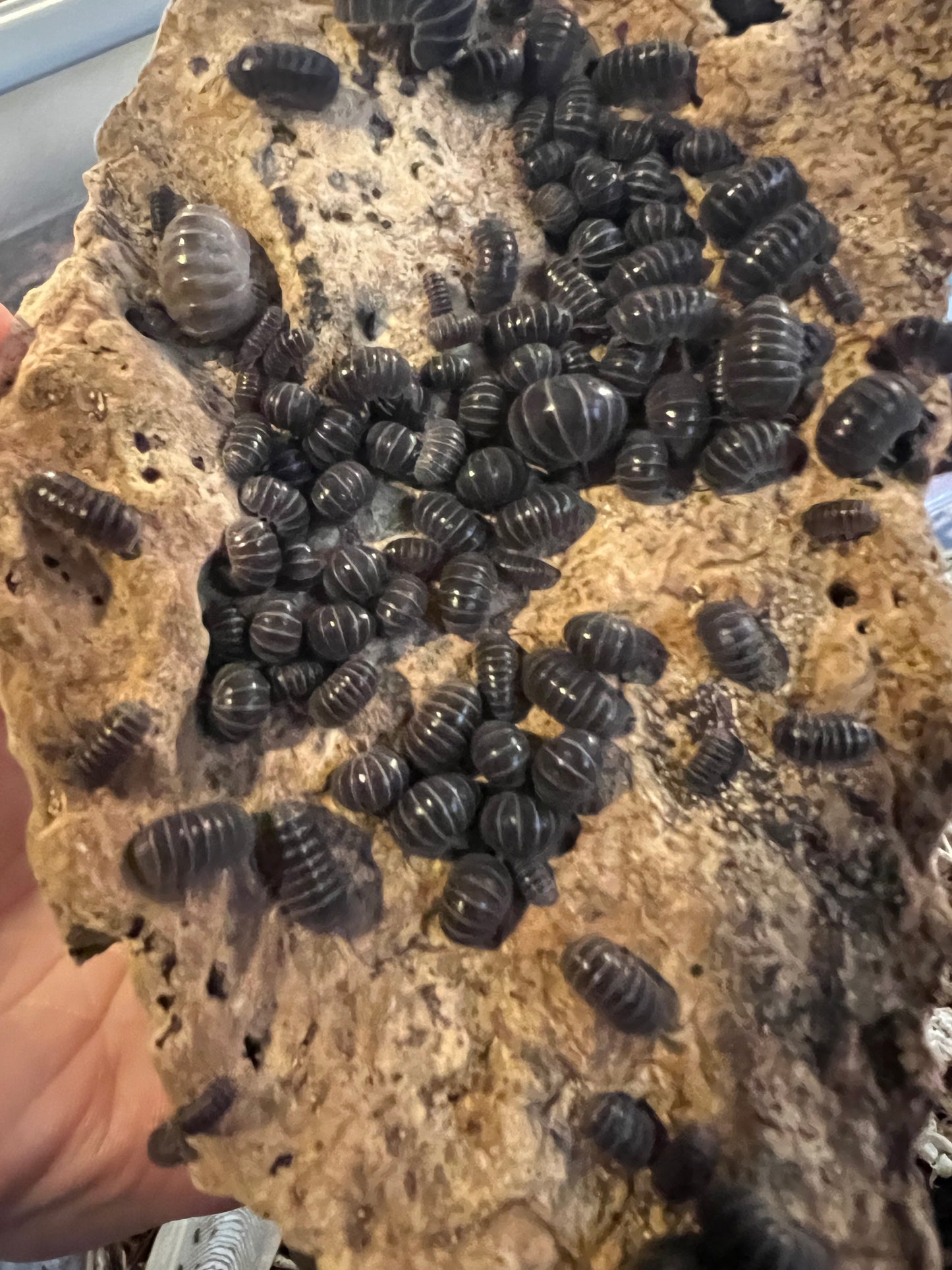 Armadillo officinalis "Sicily" isopods (12+ count)