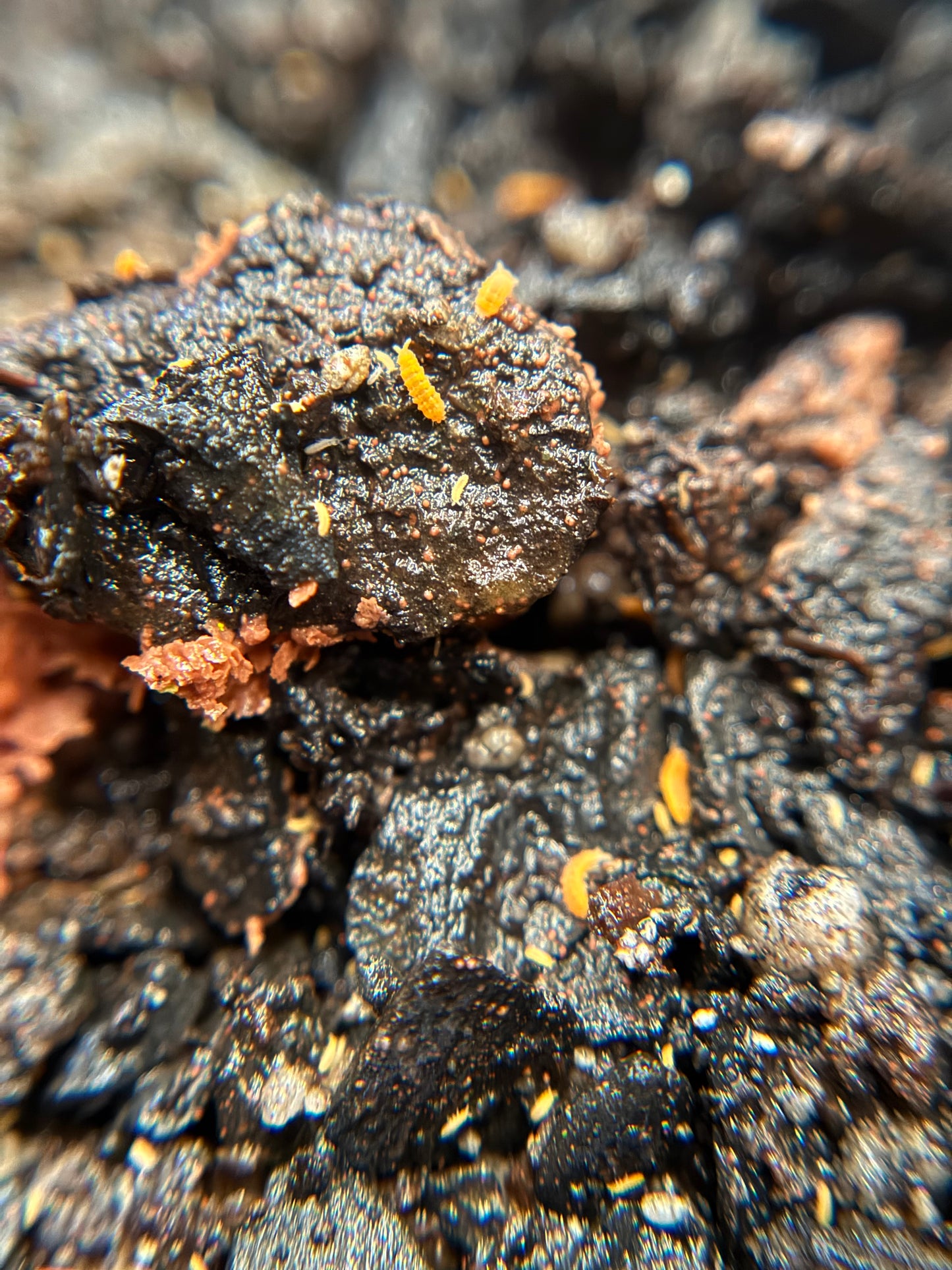 Yuukianura Aphoruroides "Orange springtails"