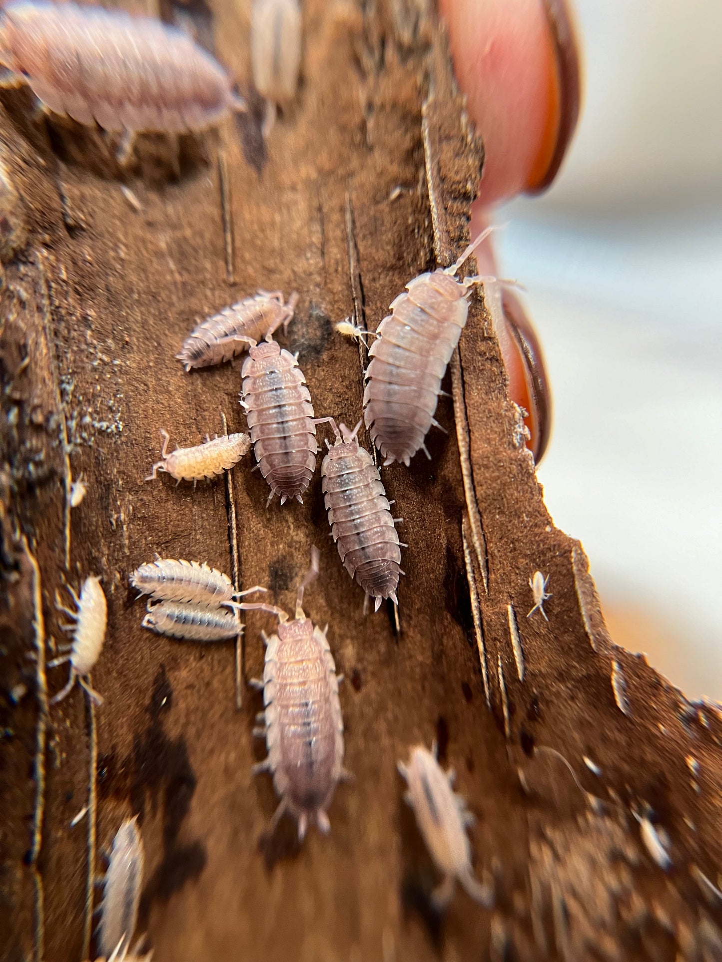 Porcellio scaber "purple ghost" isopods (12+ count)