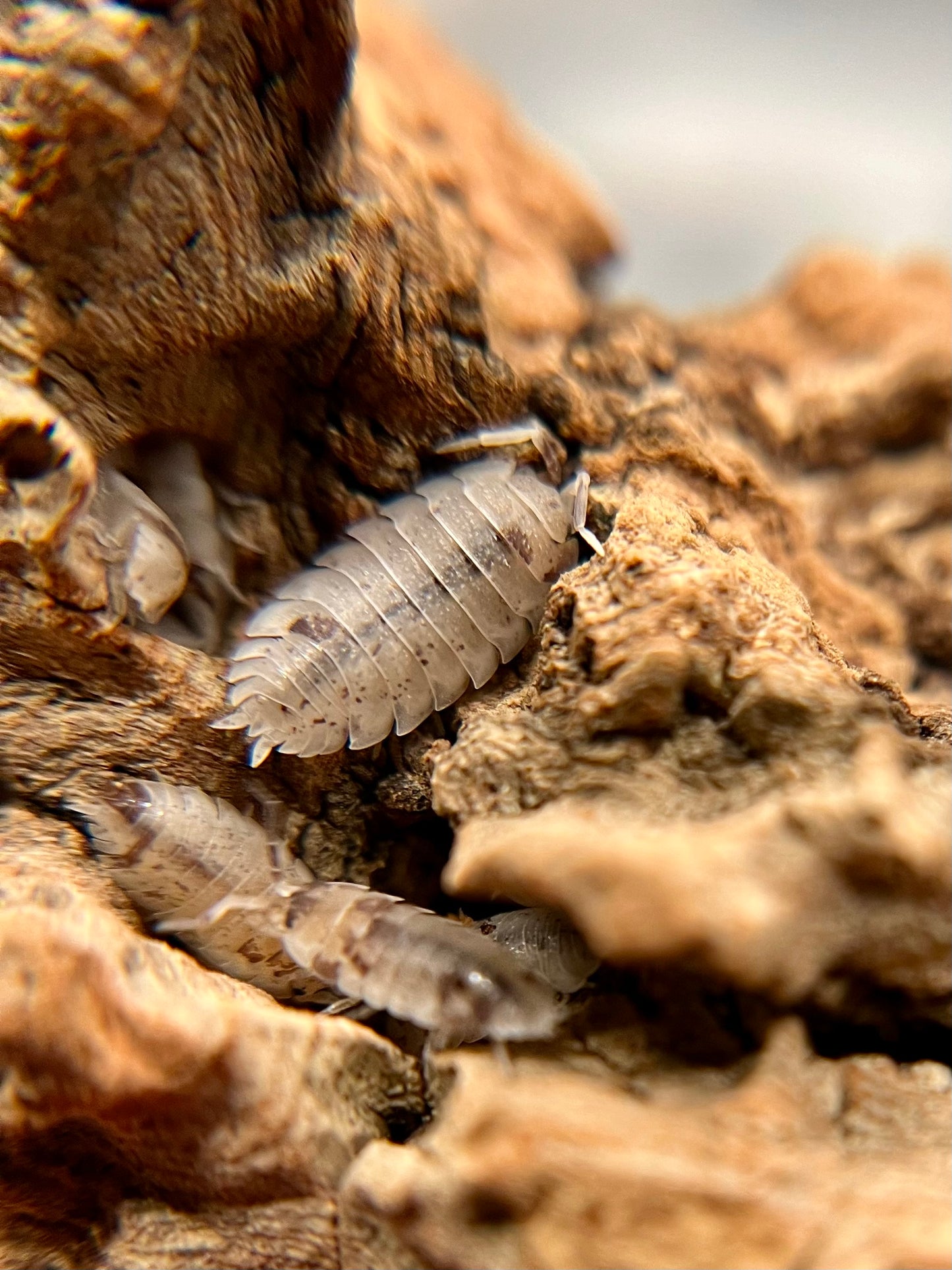Porcellio scaber "dalmatian" isopods (12+ count)