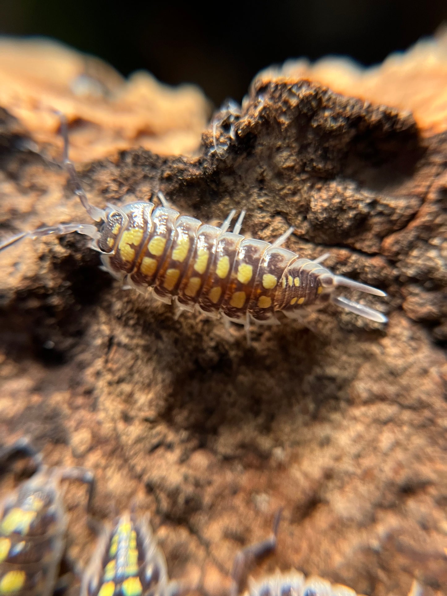 Porcellio haasi “high yellow” isopods (10+ count)