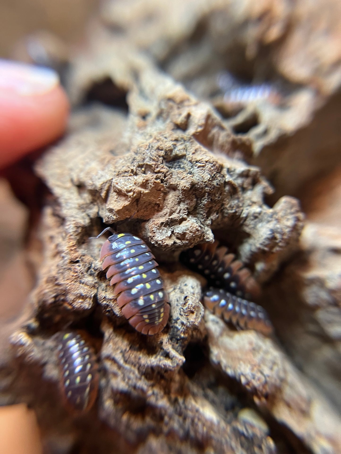 Armadillidium klugii "Montenegro" isopods (12+ count)
