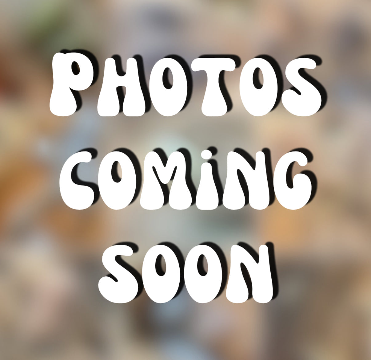 Troglodillo sp. “sunset” isopods (10+ count)