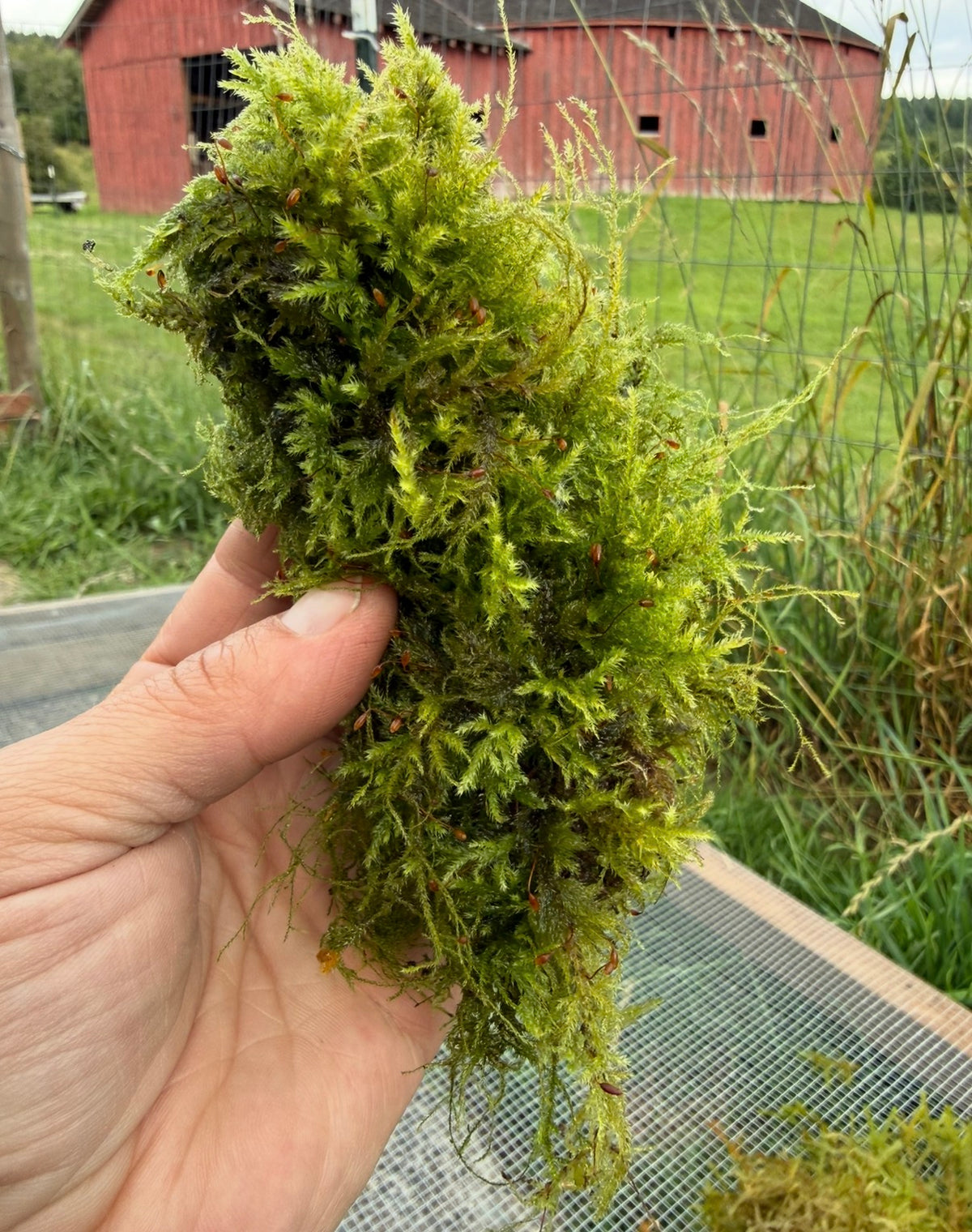 Living Moss