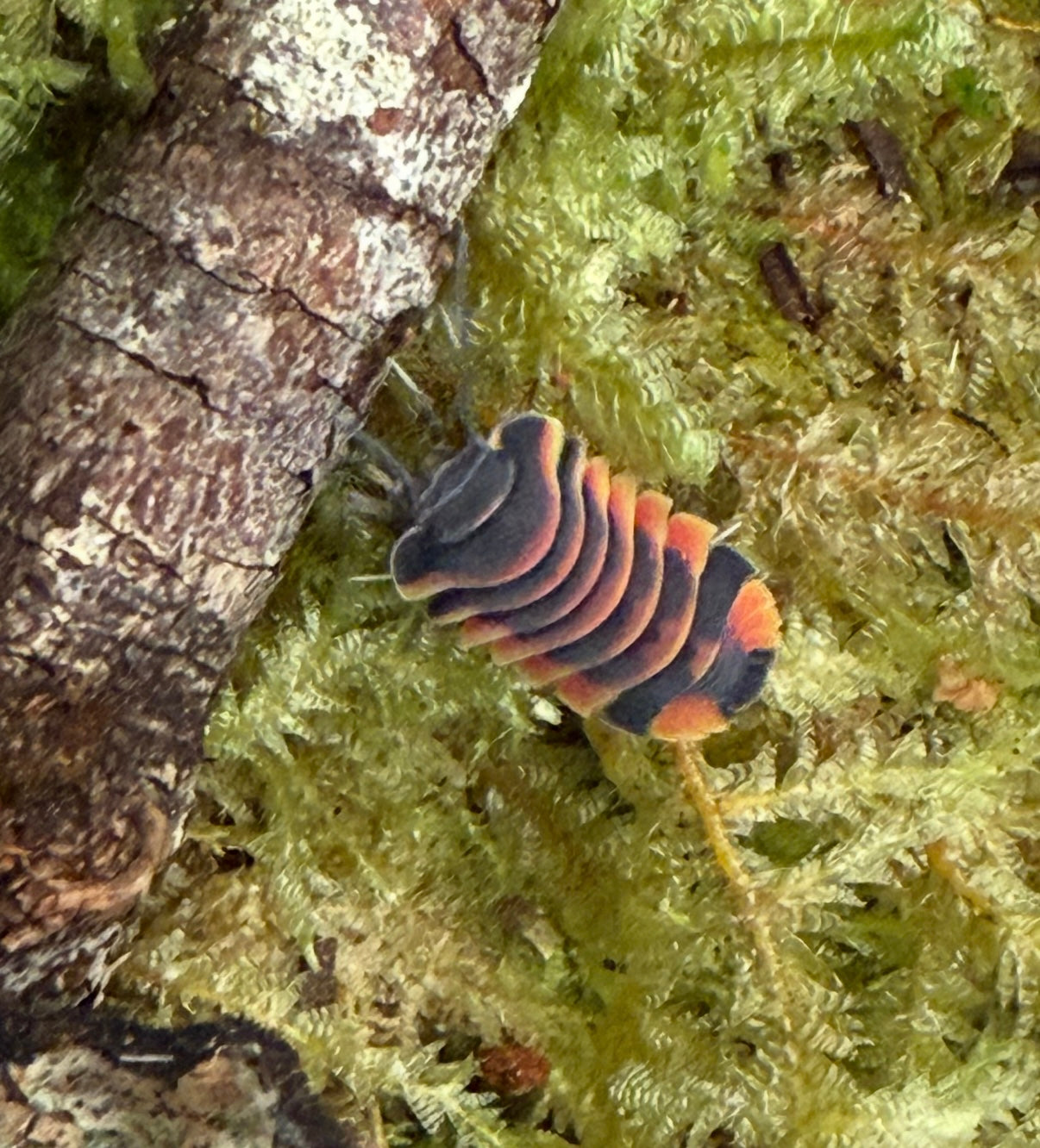 Ardentiella sp. "Ember Bee" isopods (6+ count)