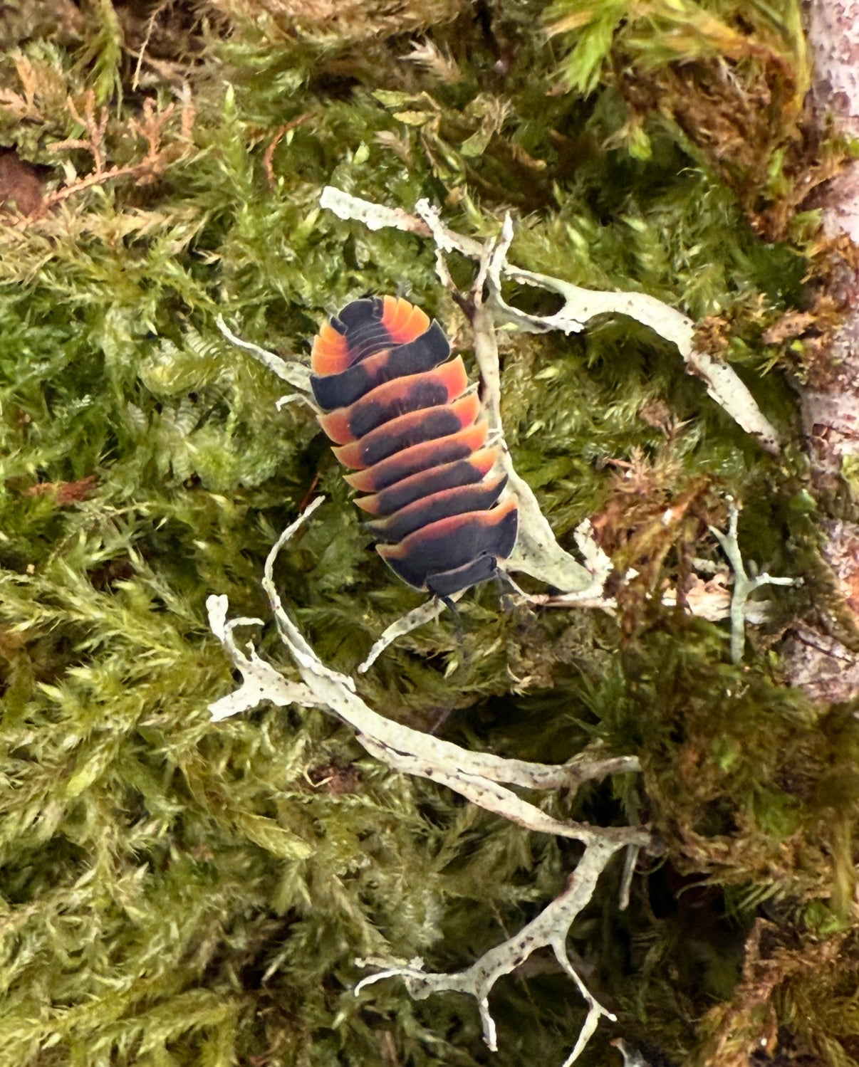 Ardentiella sp. "Ember Bee" isopods (6+ count)