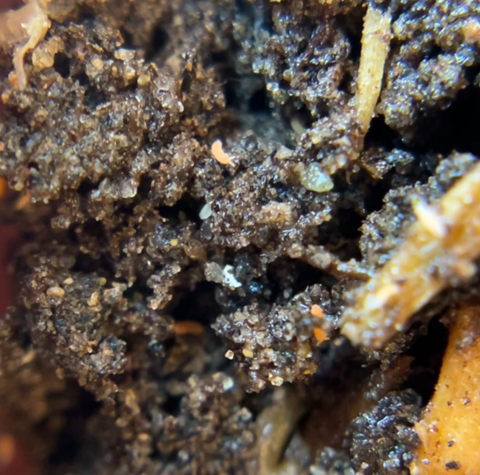 Yuukianura Aphoruroides "Orange springtails"