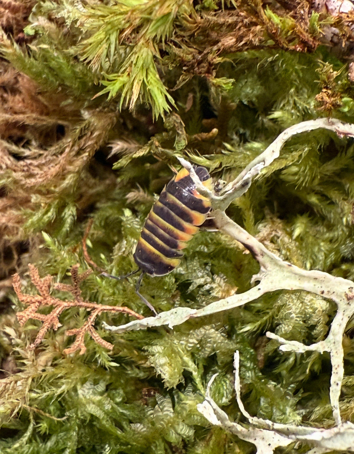 Ardentiella sp. "Ember Bee" isopods (6+ count)