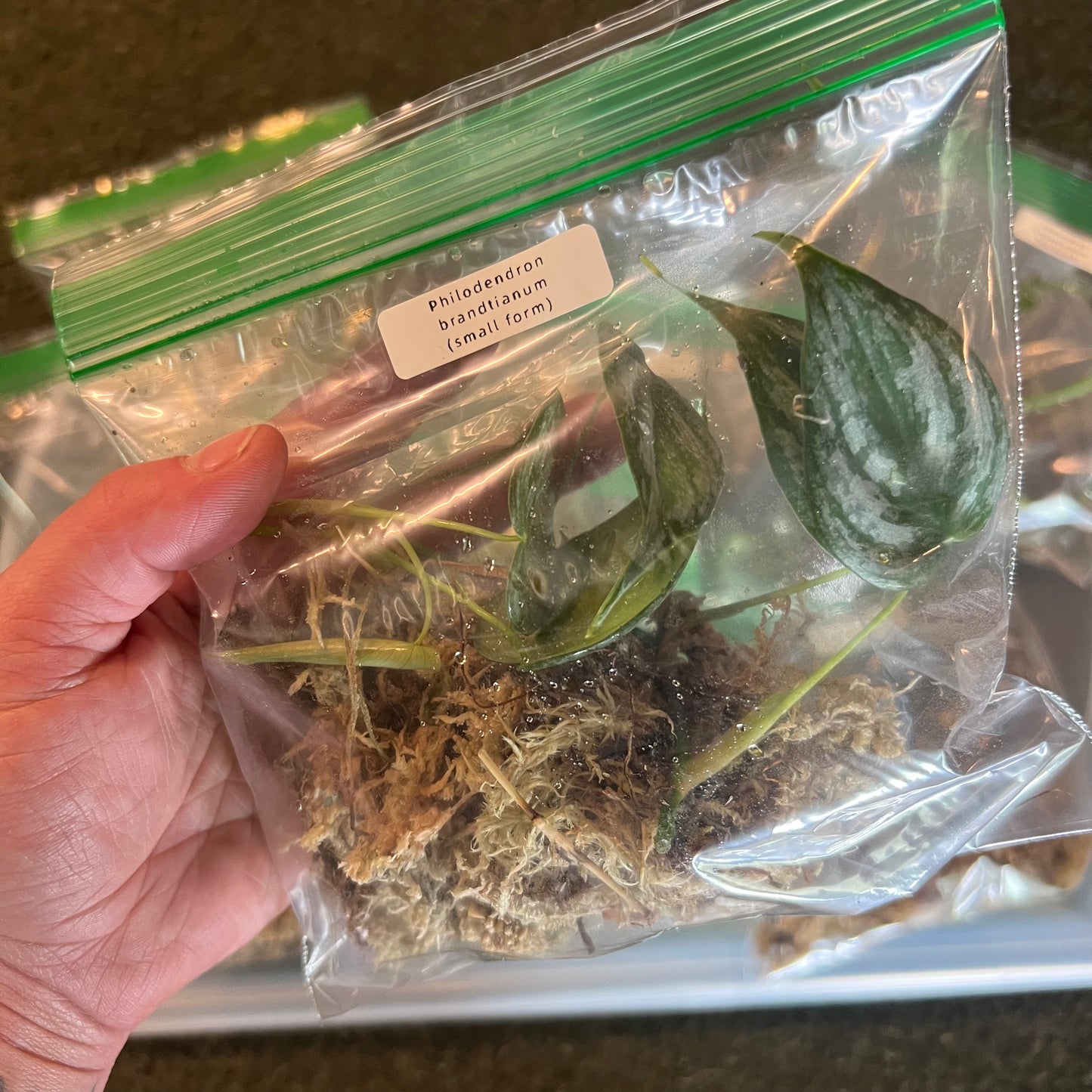 Mystery Plant Pack