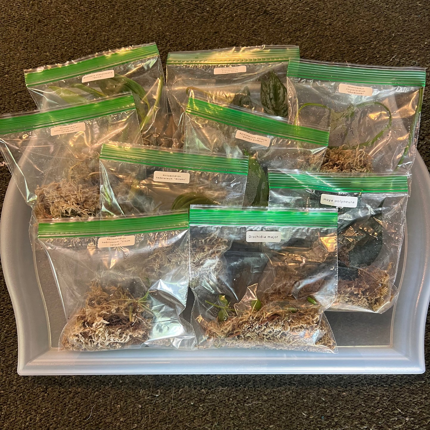 Mystery Plant Pack
