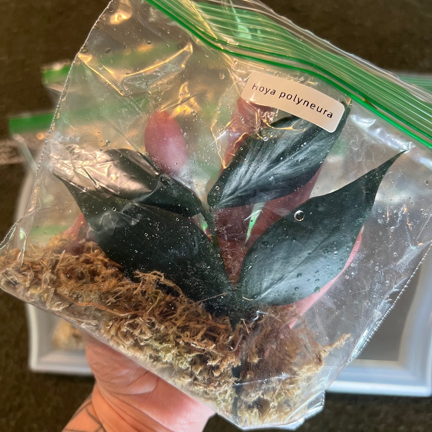 Mystery Plant Pack