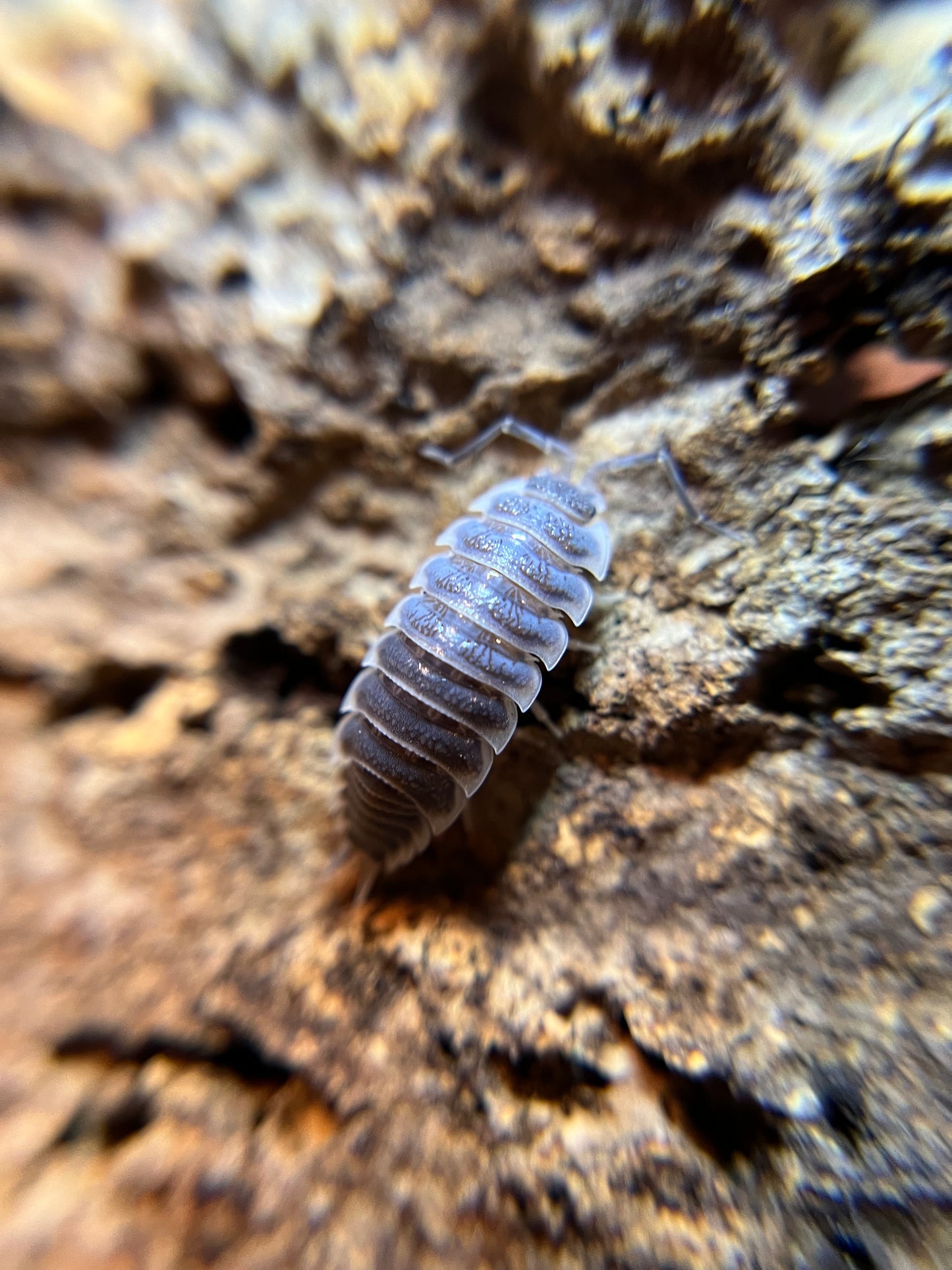 Porcellio hoffmannseggi isopods (10+ count)