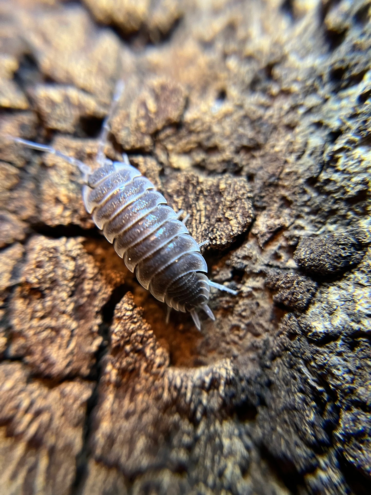 Porcellio hoffmannseggi isopods (10+ count)