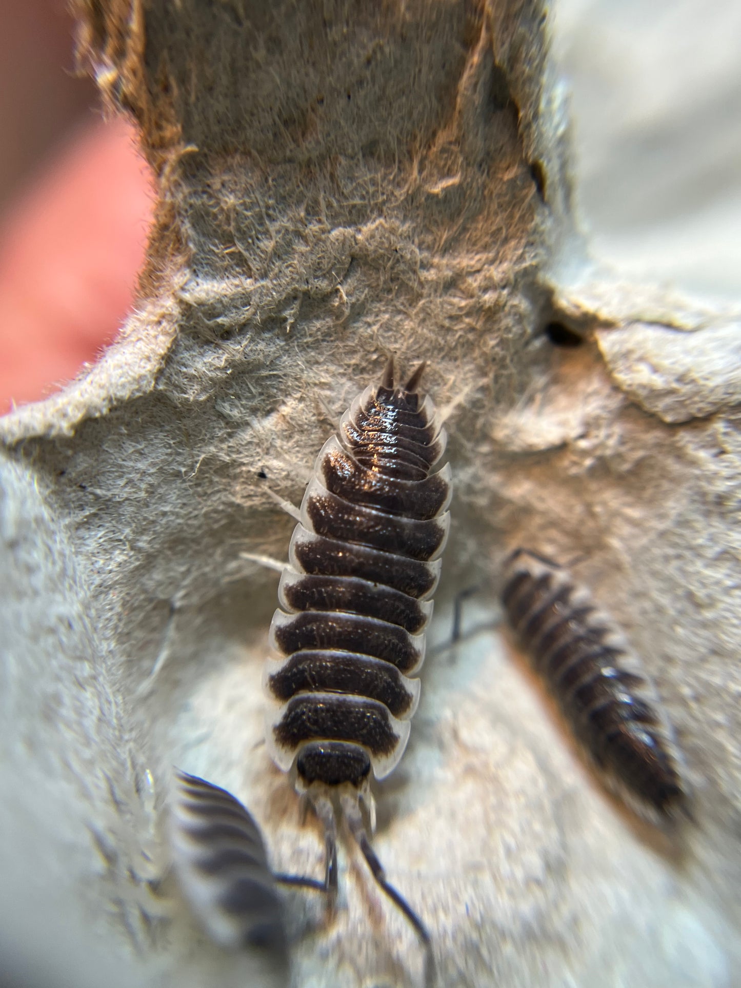 Porcellio hoffmannseggi isopods (10+ count)
