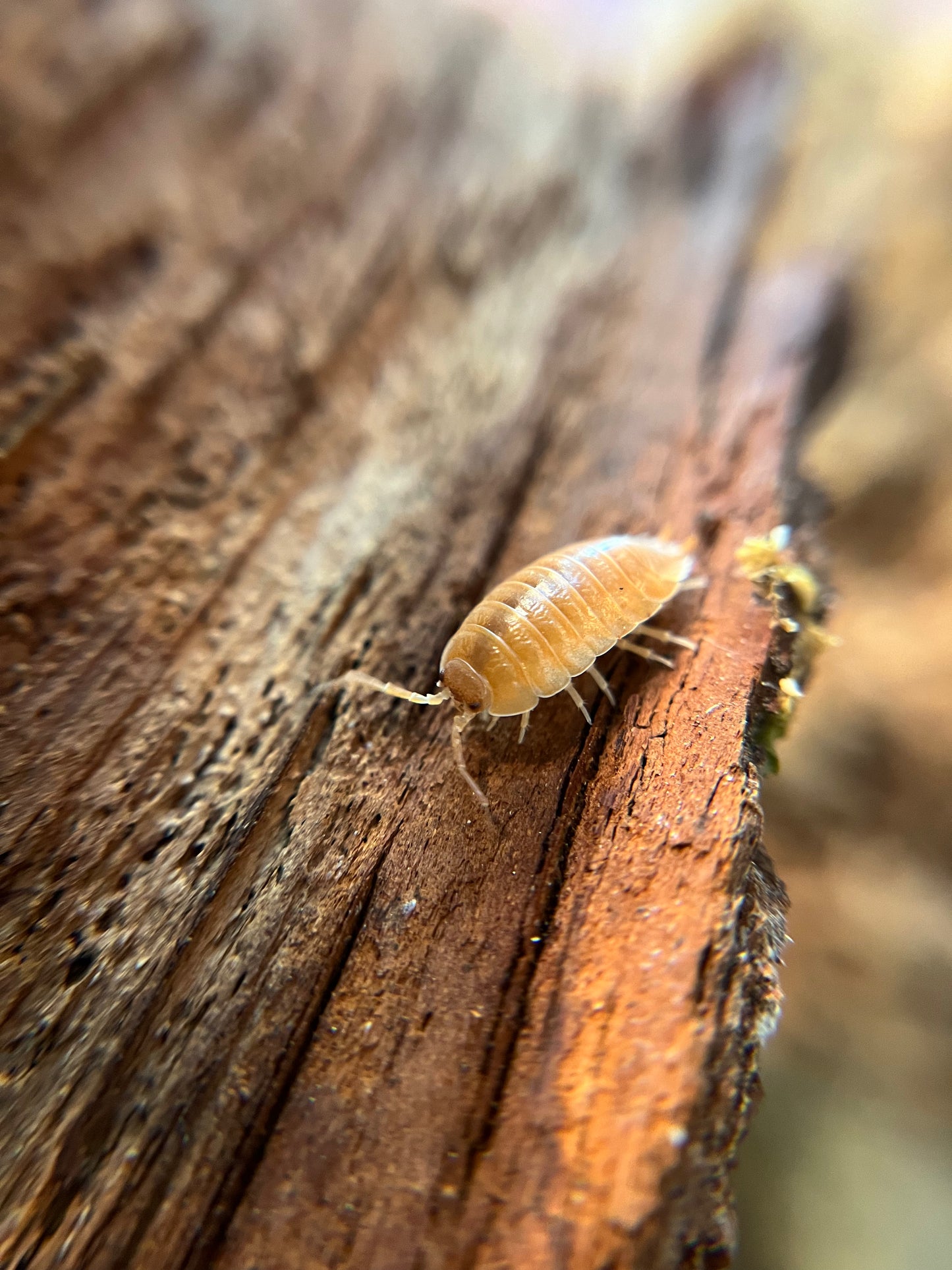 Porcellio laevis "orange" isopods (12+ count)
