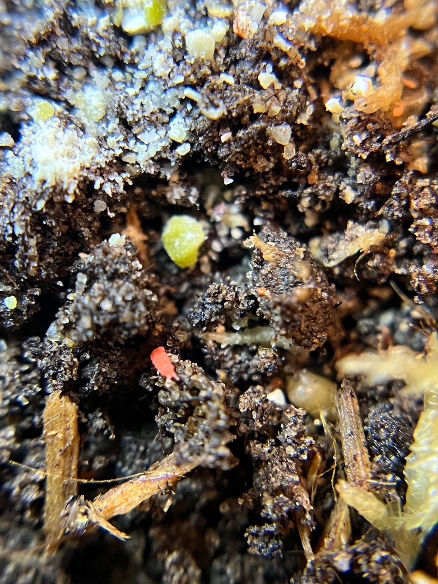 Yuukianura Aphoruroides "Orange springtails"