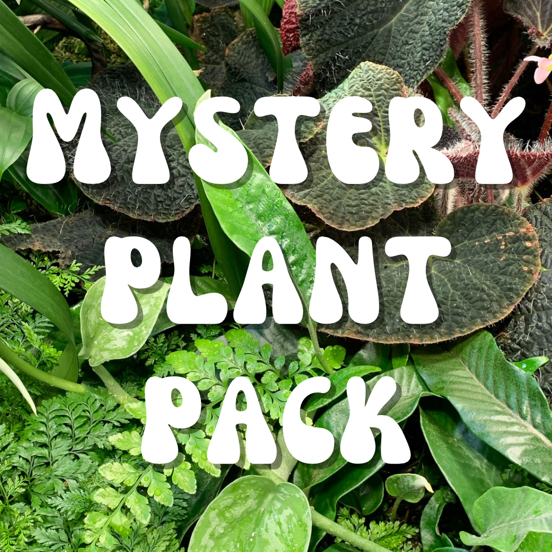 Mystery Plant Pack