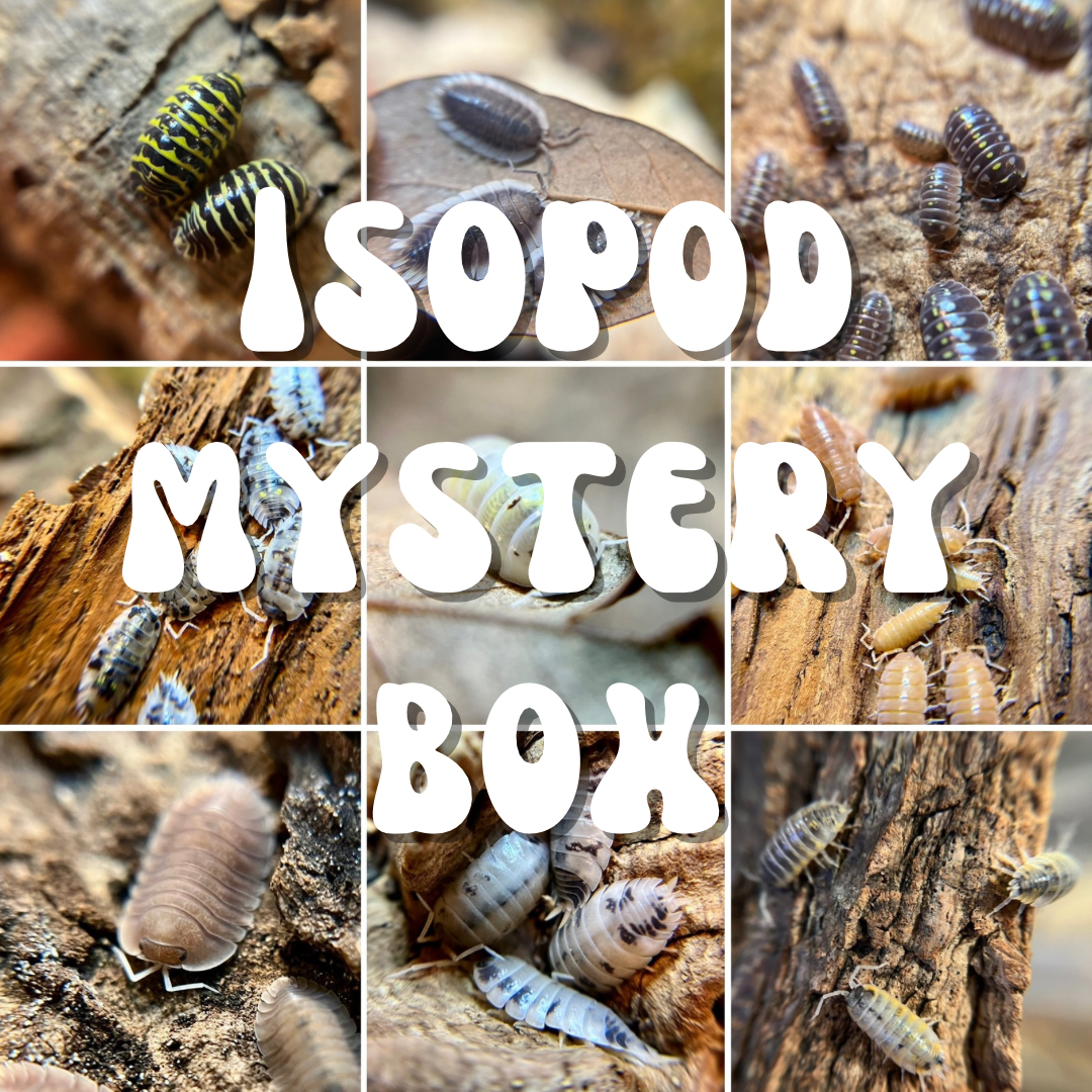 Isopod Mystery Box