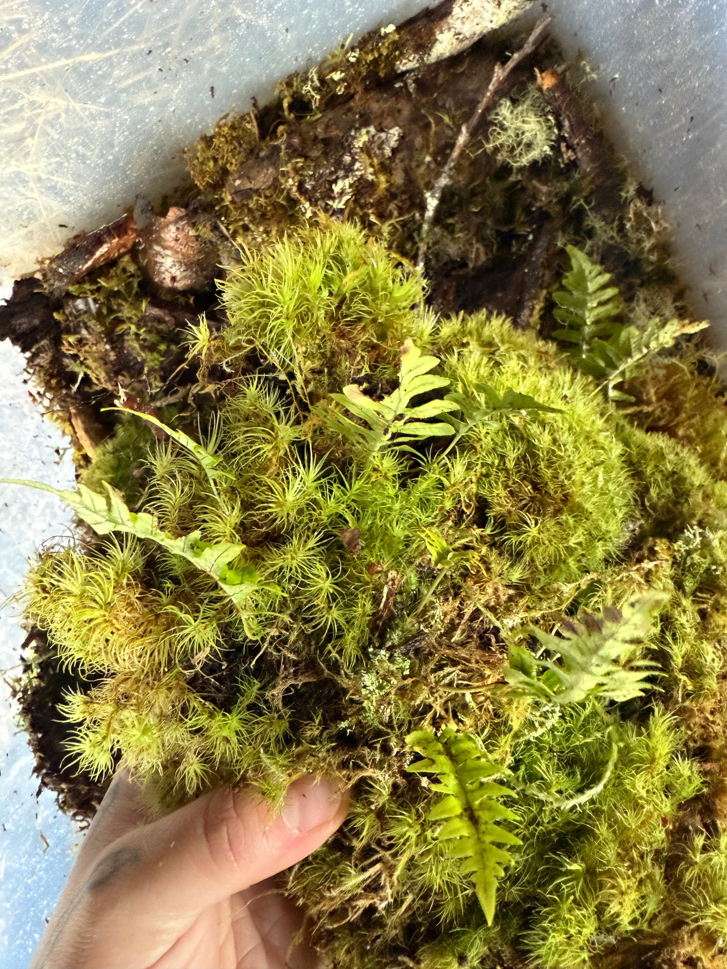 Assorted Moss & Lichen