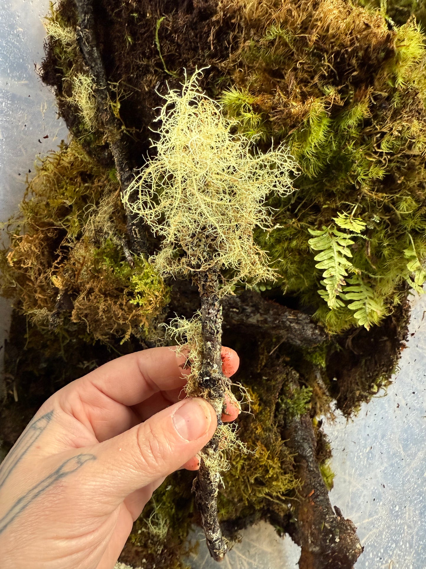 Assorted Lichen Covered Sticks