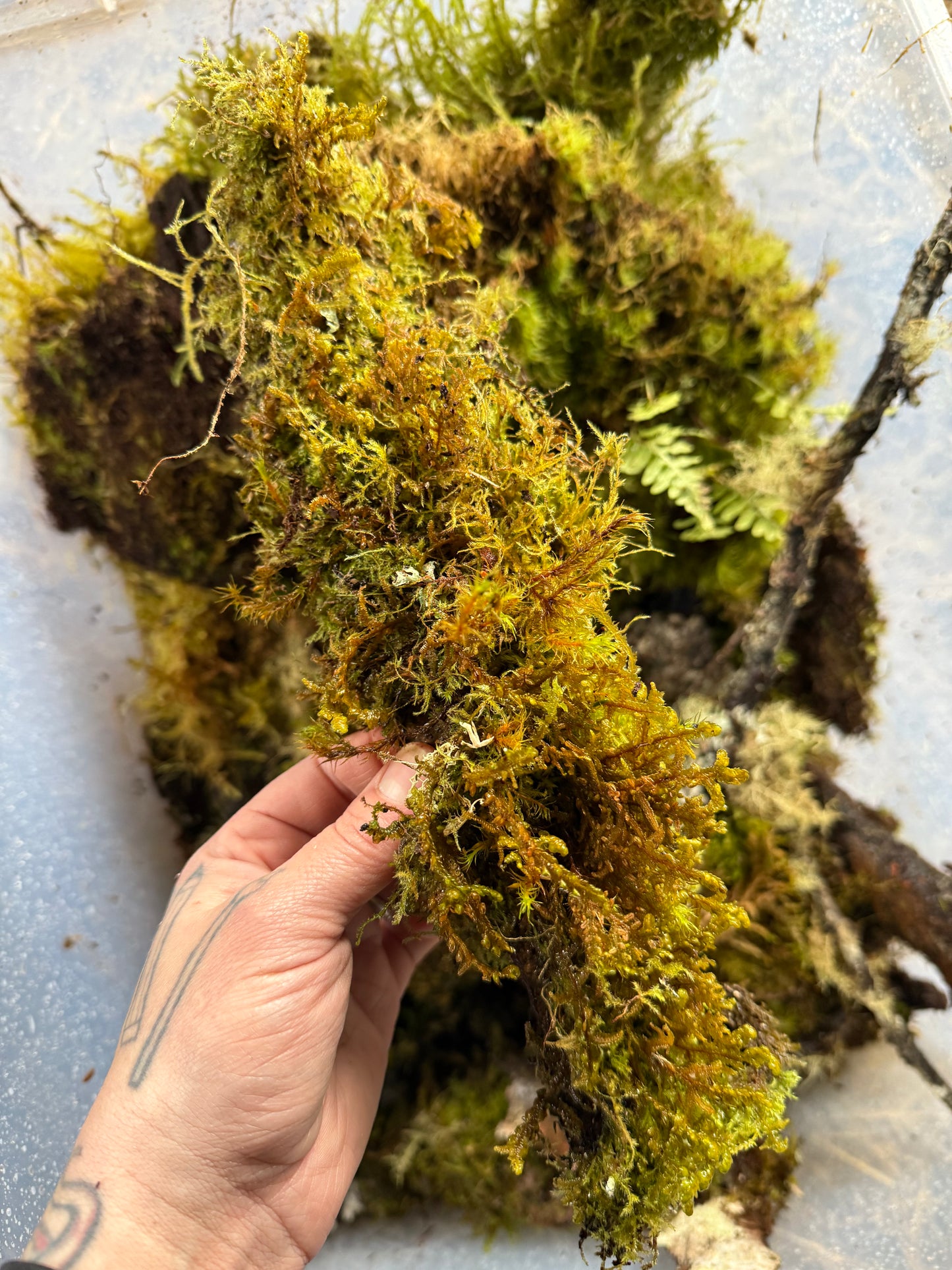 Assorted Moss & Lichen