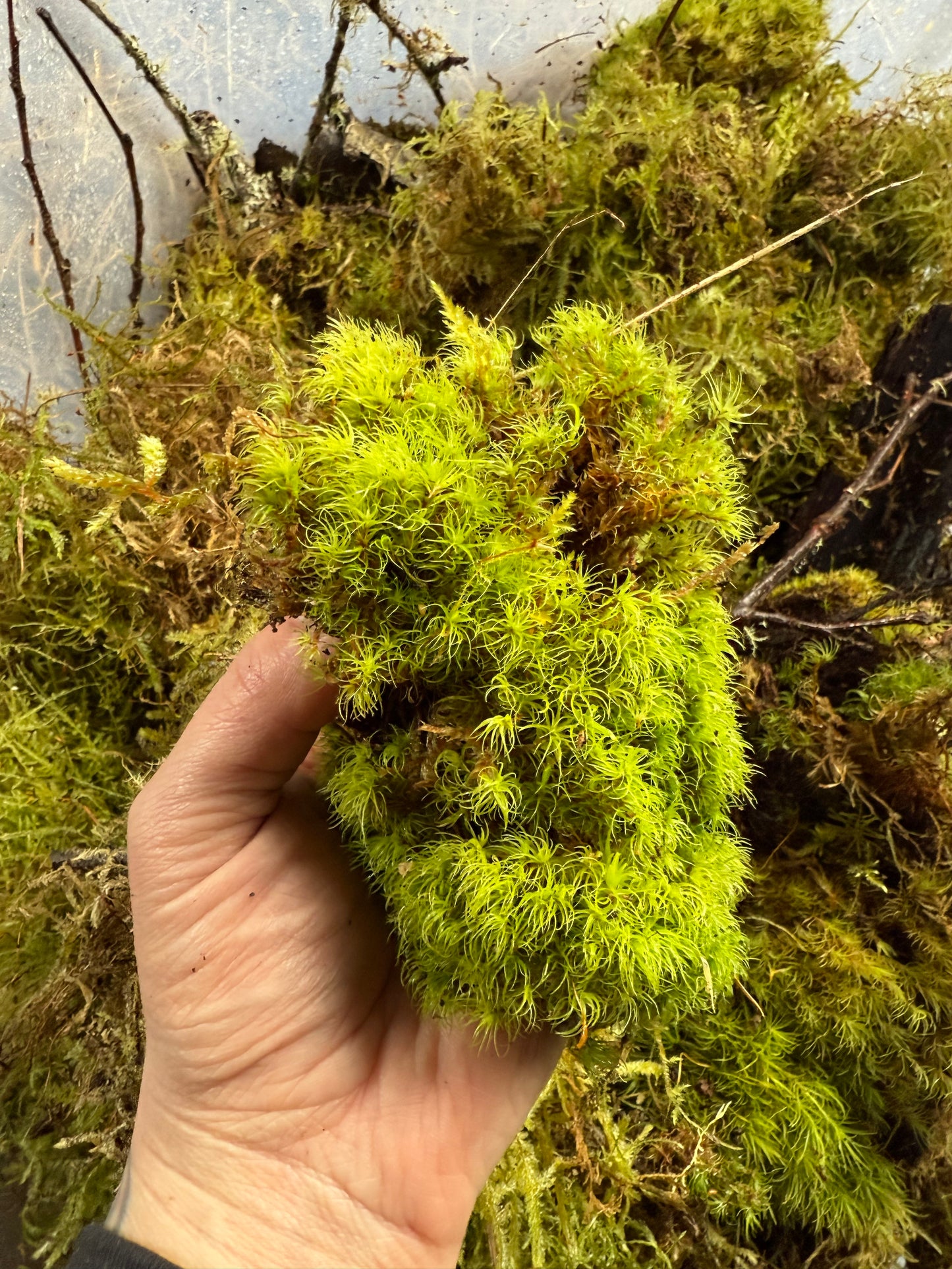 Assorted Moss & Lichen
